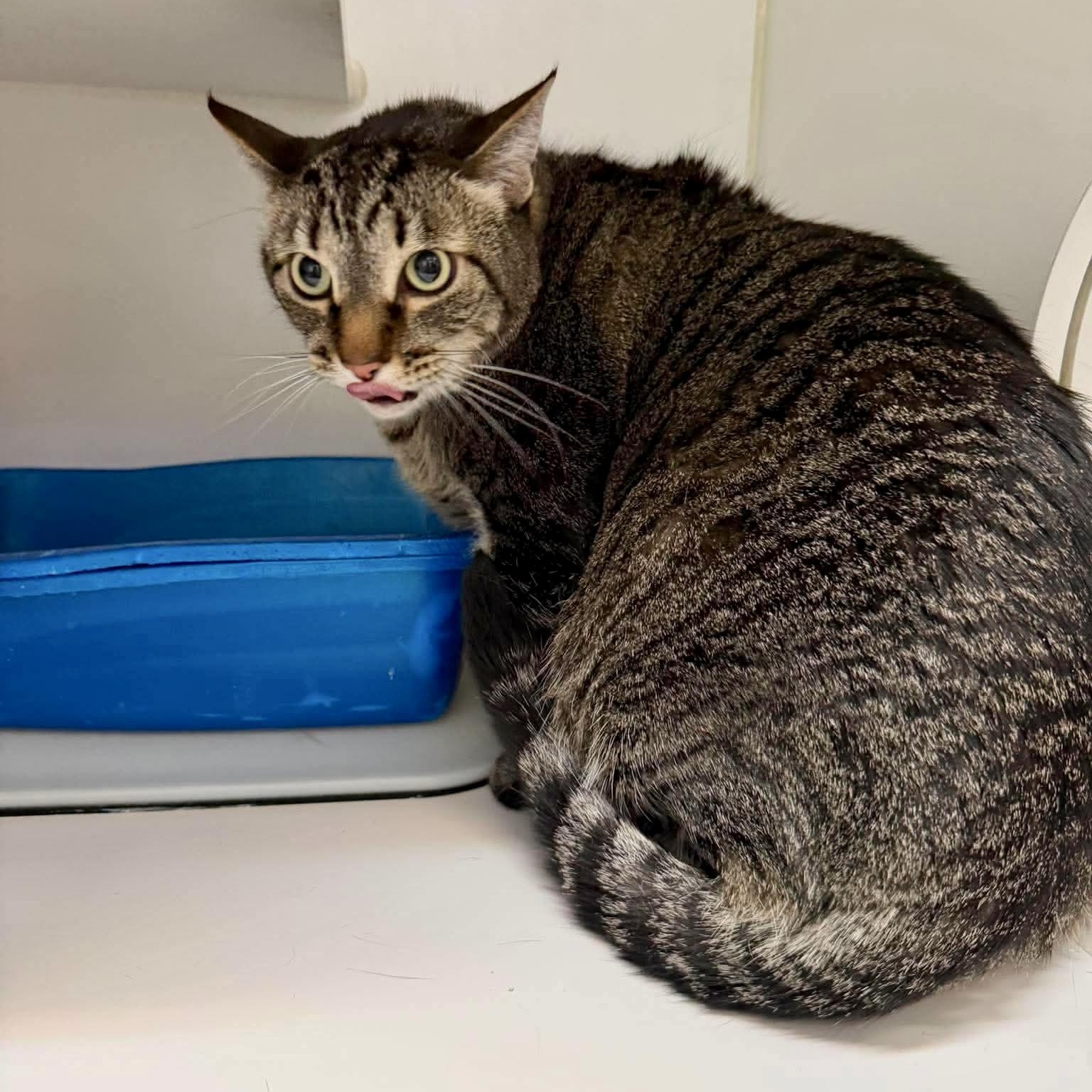 Bo, a ADOPTABLE Domestic Medium Hair in Las Vegas, NV image 2/3