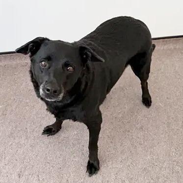 Enlarge Precious, a Adoptable Black Labrador Retriever in Saint Louis, MO image 1/2