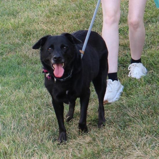 Enlarge Precious, a Adoptable Black Labrador Retriever in Saint Louis, MO image 2/2