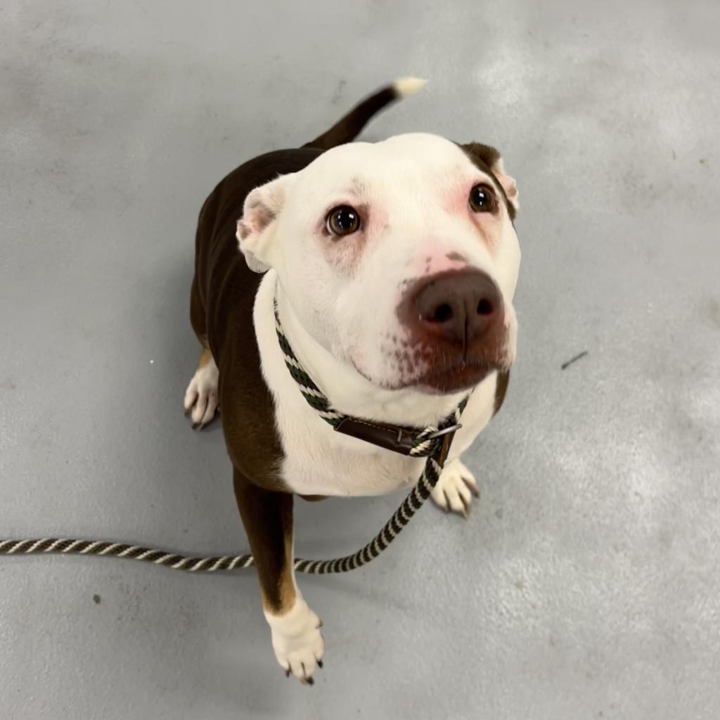 Enlarge Anu, a Adoptable Mixed Breed in Philadelphia, PA image 1/6