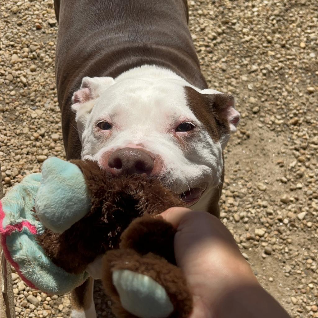 Enlarge Anu, a Adoptable Mixed Breed in Philadelphia, PA image 2/6
