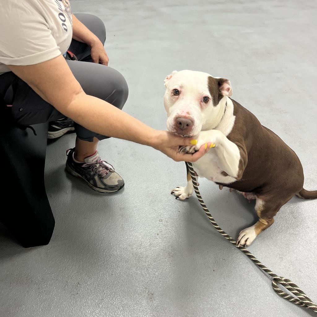 Enlarge Anu, a Adoptable Mixed Breed in Philadelphia, PA image 3/6