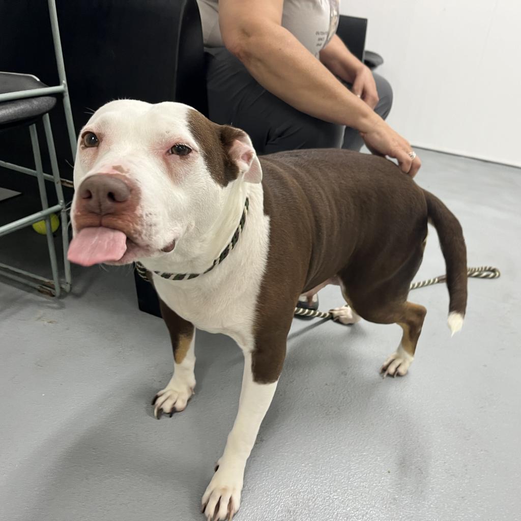 Enlarge Anu, a Adoptable Mixed Breed in Philadelphia, PA image 5/6