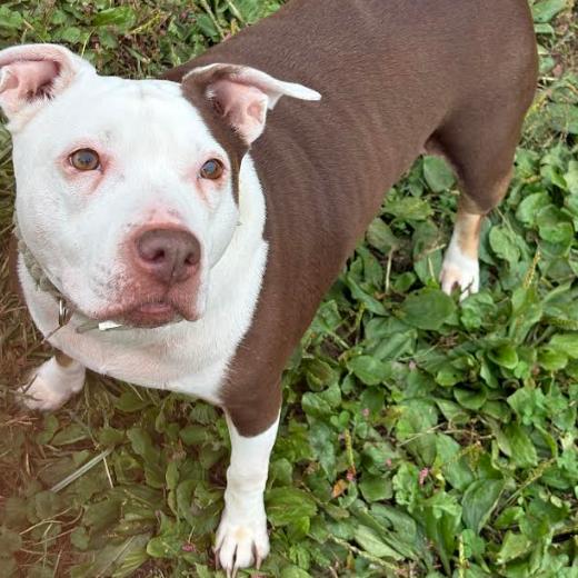 Enlarge Anu, a Adoptable Mixed Breed in Philadelphia, PA image 6/6