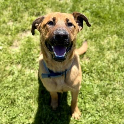 Lucy, a ADOPTABLE mixed breed in Dubuque, IA image 2/3