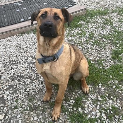 Lucy, a ADOPTABLE mixed breed in Dubuque, IA image 3/3