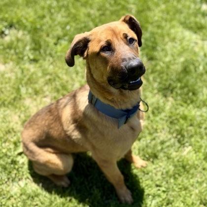Lucy, ADOPTABLE, Young Female Mixed Breed.