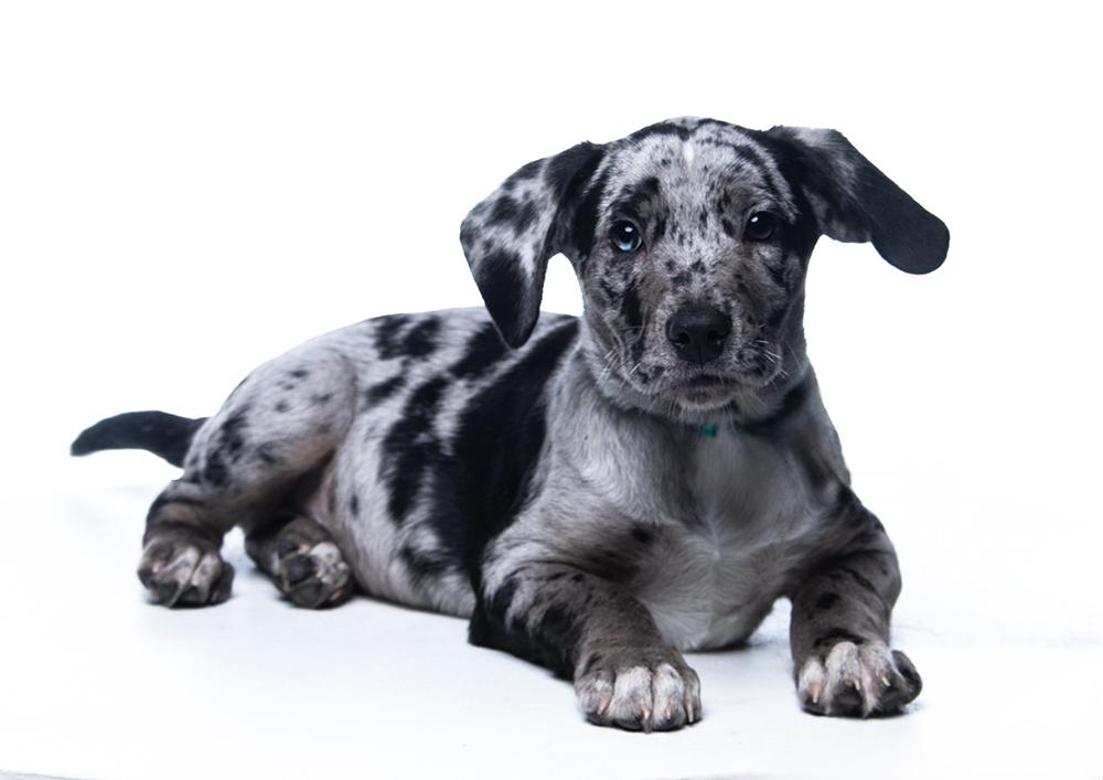 Enlarge Slater, a ADOPTABLE mixed breed in Cookeville, TN image 3/5