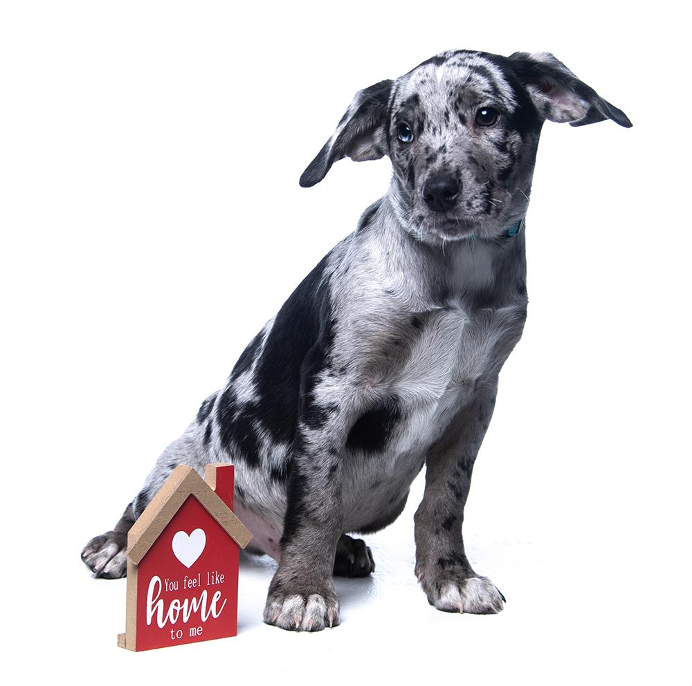 Enlarge Slater, a ADOPTABLE mixed breed in Cookeville, TN image 4/5