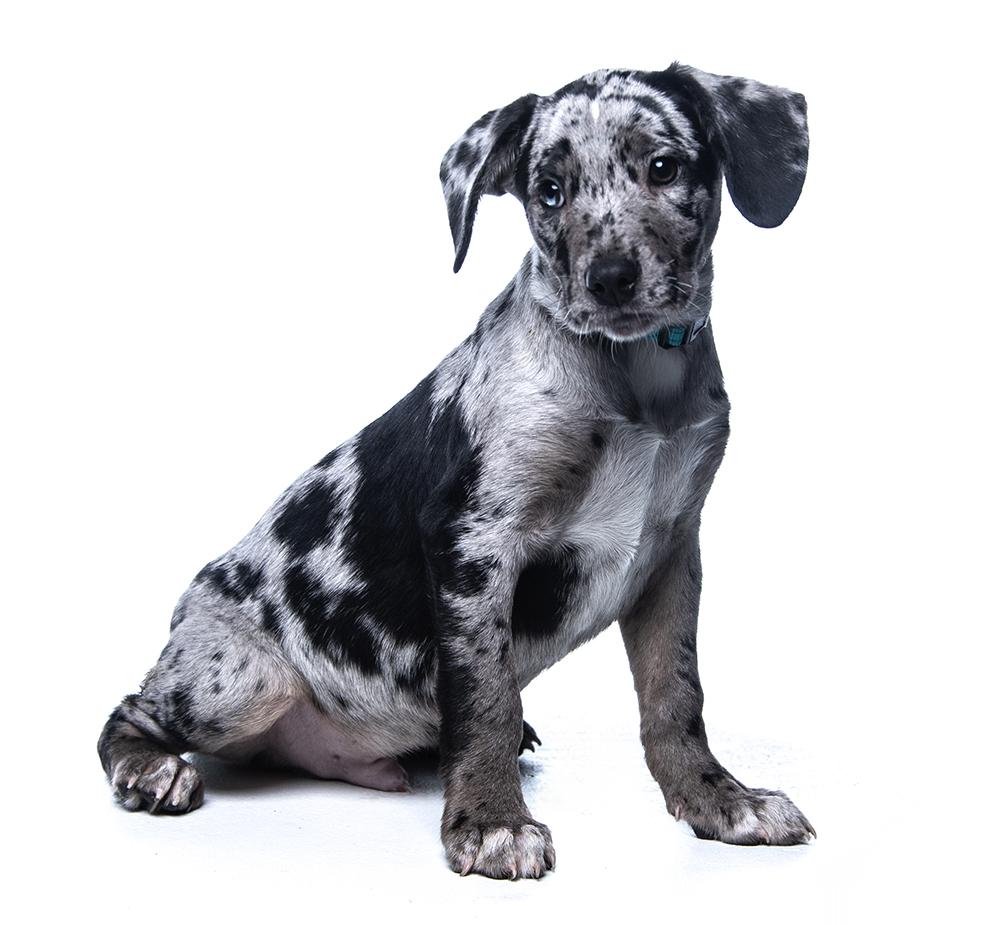 Enlarge Slater, a ADOPTABLE mixed breed in Cookeville, TN image 2/5