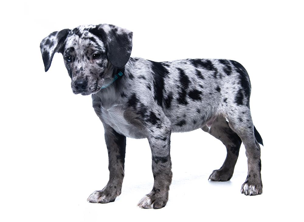 Enlarge Slater, a ADOPTABLE mixed breed in Cookeville, TN image 5/5