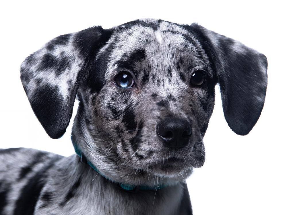 Enlarge Slater, a ADOPTABLE mixed breed in Cookeville, TN image 1/5