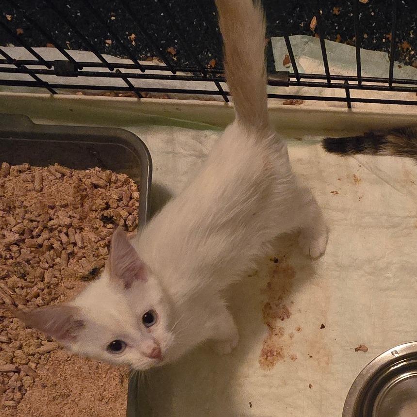 Brady, Adoptable, Kitten Male Domestic Short Hair.
