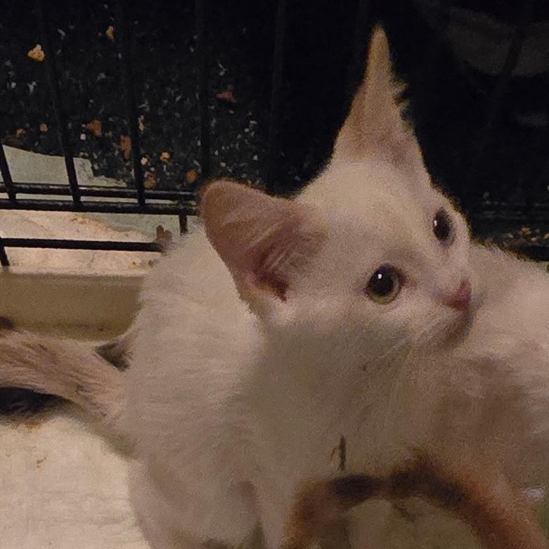 Enlarge Brady, a Adoptable Domestic Short Hair in Grantsville, UT image 2/2