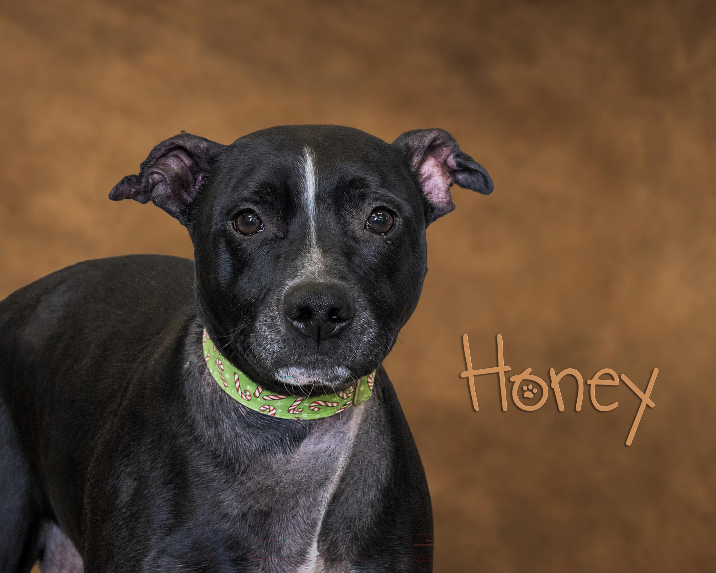 Honey, adoptable, Adult Female Pit Bull Terrier.
