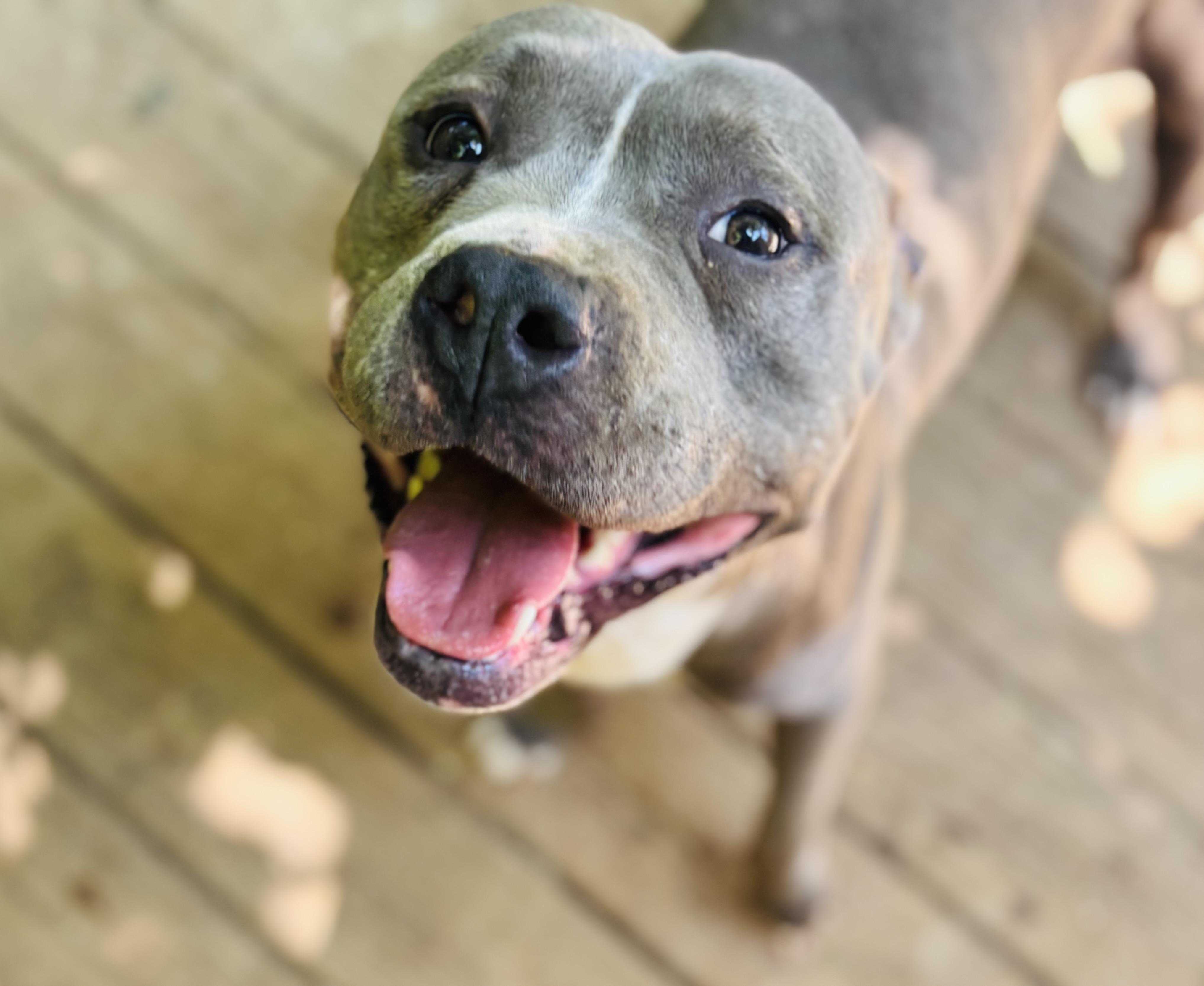 Enlarge Stimpy, a Adoptable American Bully in Rogers, AR image 1/1