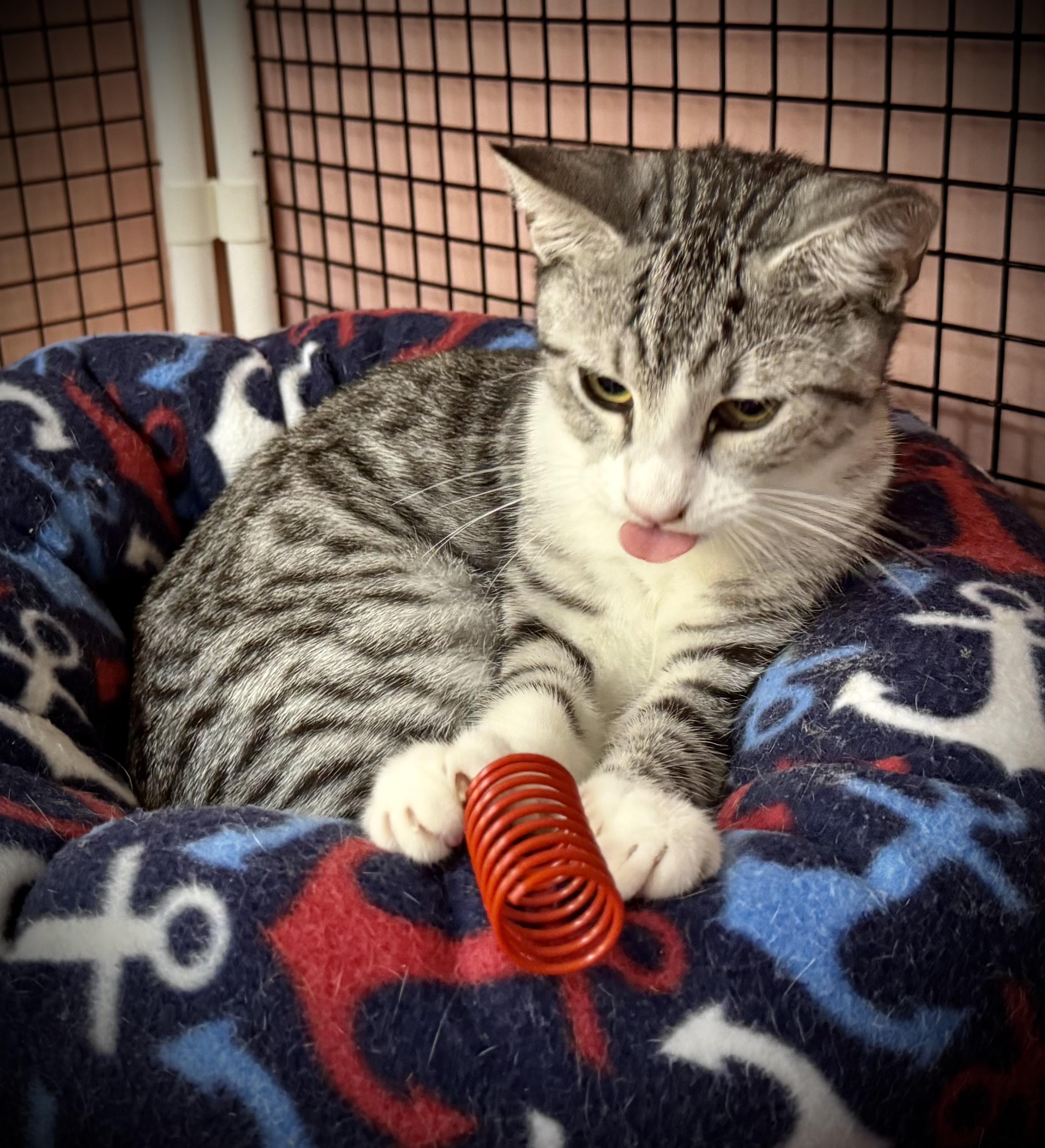 Lynxalot, a Adoptable Silver in Frederick, MD image 3/3