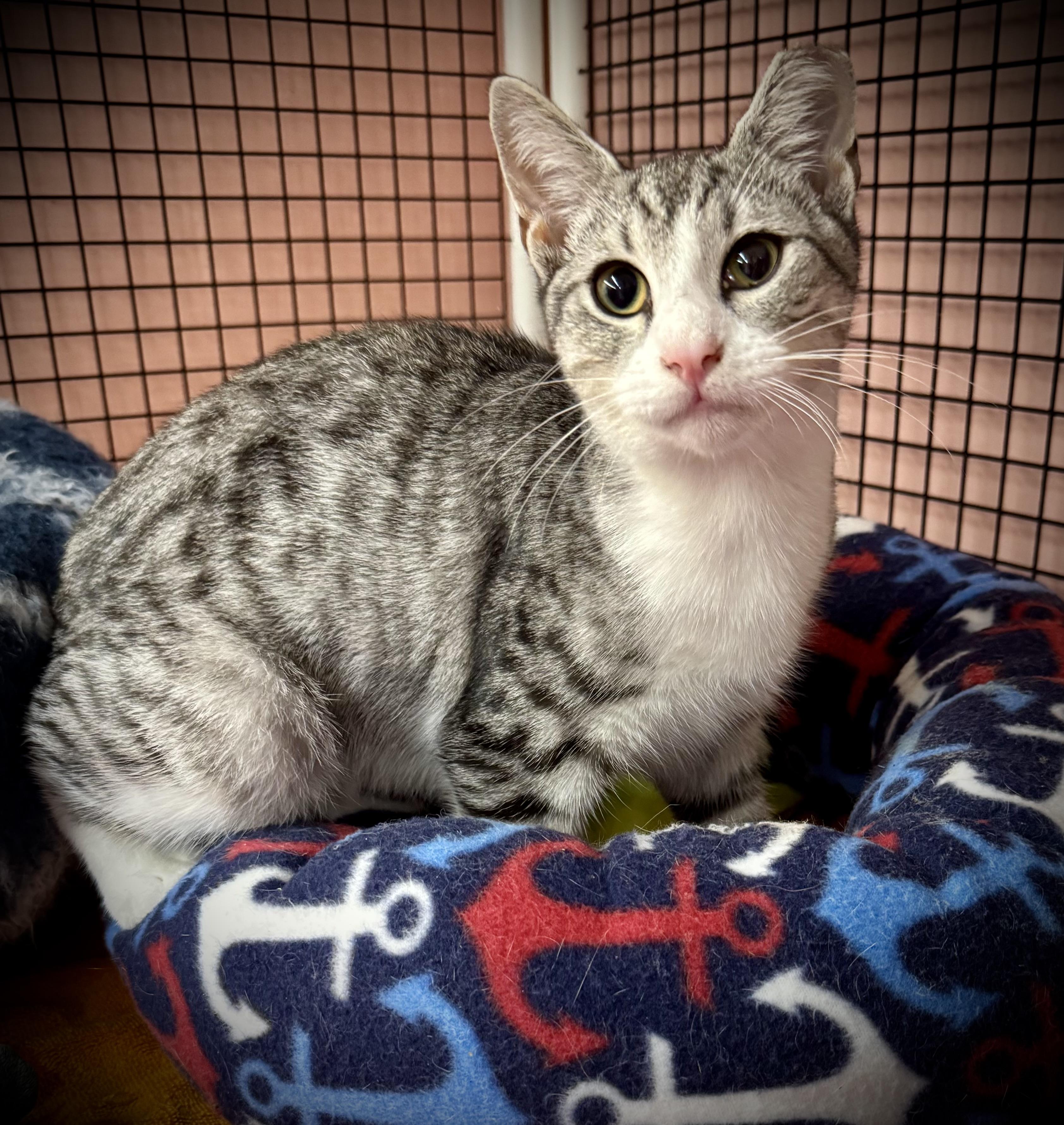 Lynxalot, an adoptable Silver in Frederick, MD, 21701 | Photo Image 2