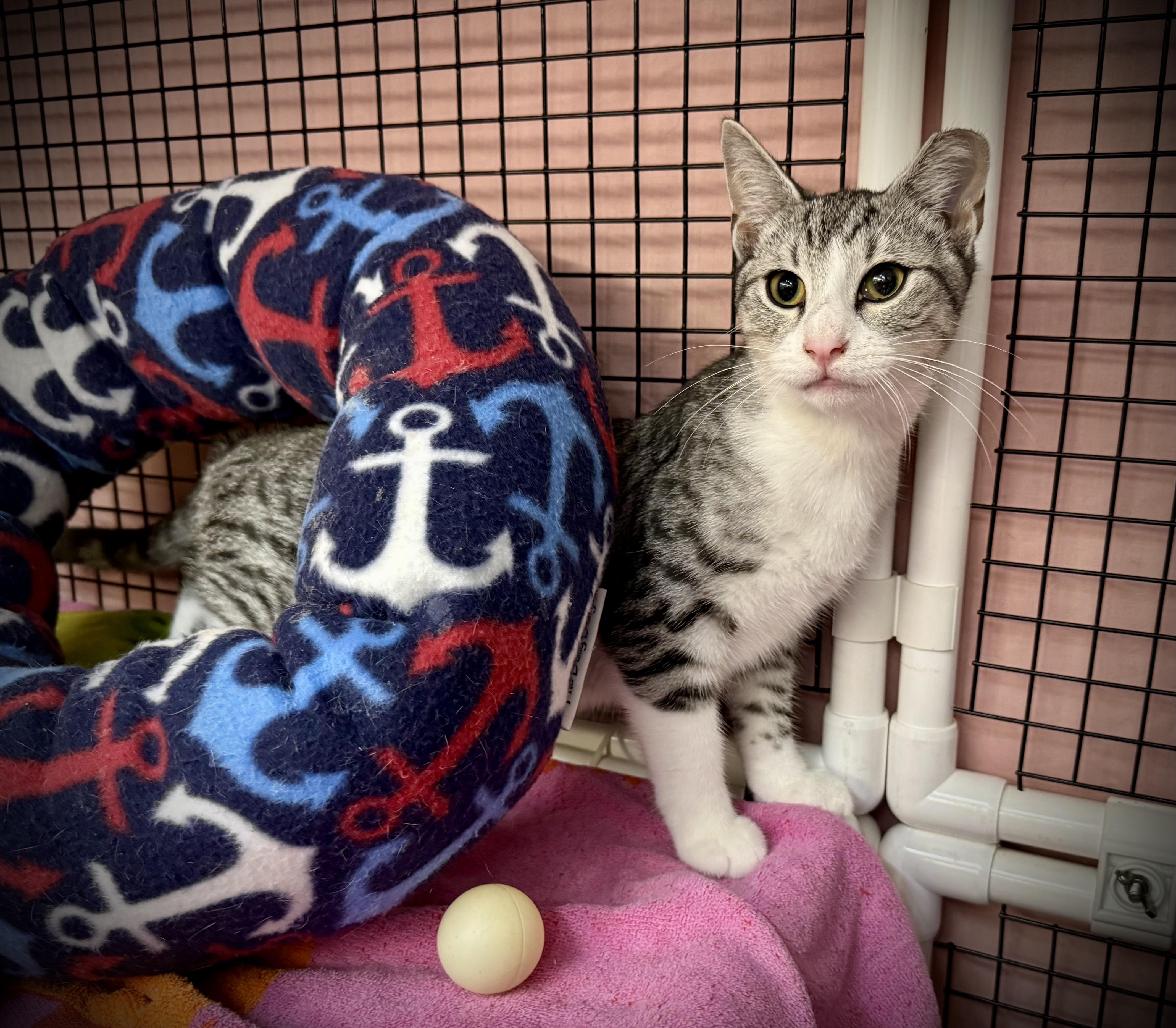 Lynxalot, Adoptable, Kitten Male Silver.