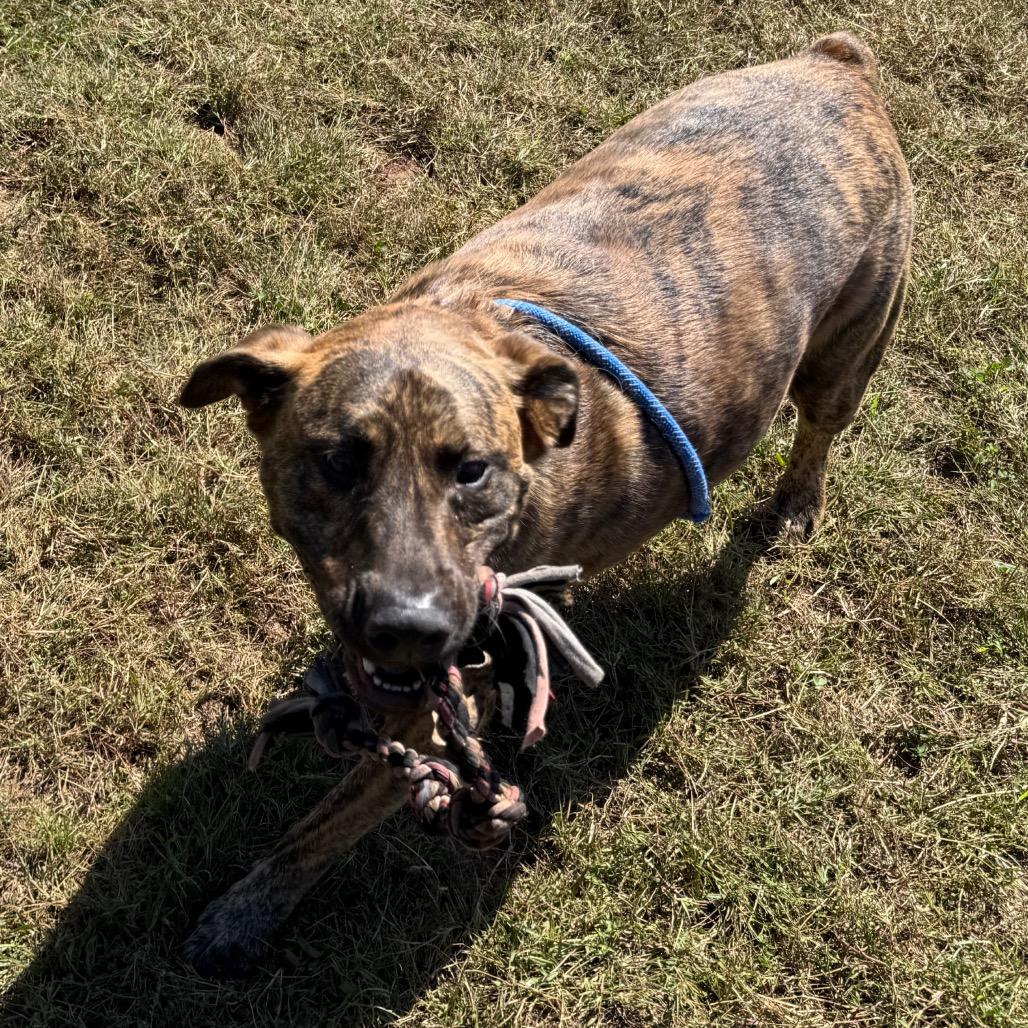 Banzai, Adoptable, Adult Male Mixed Breed.