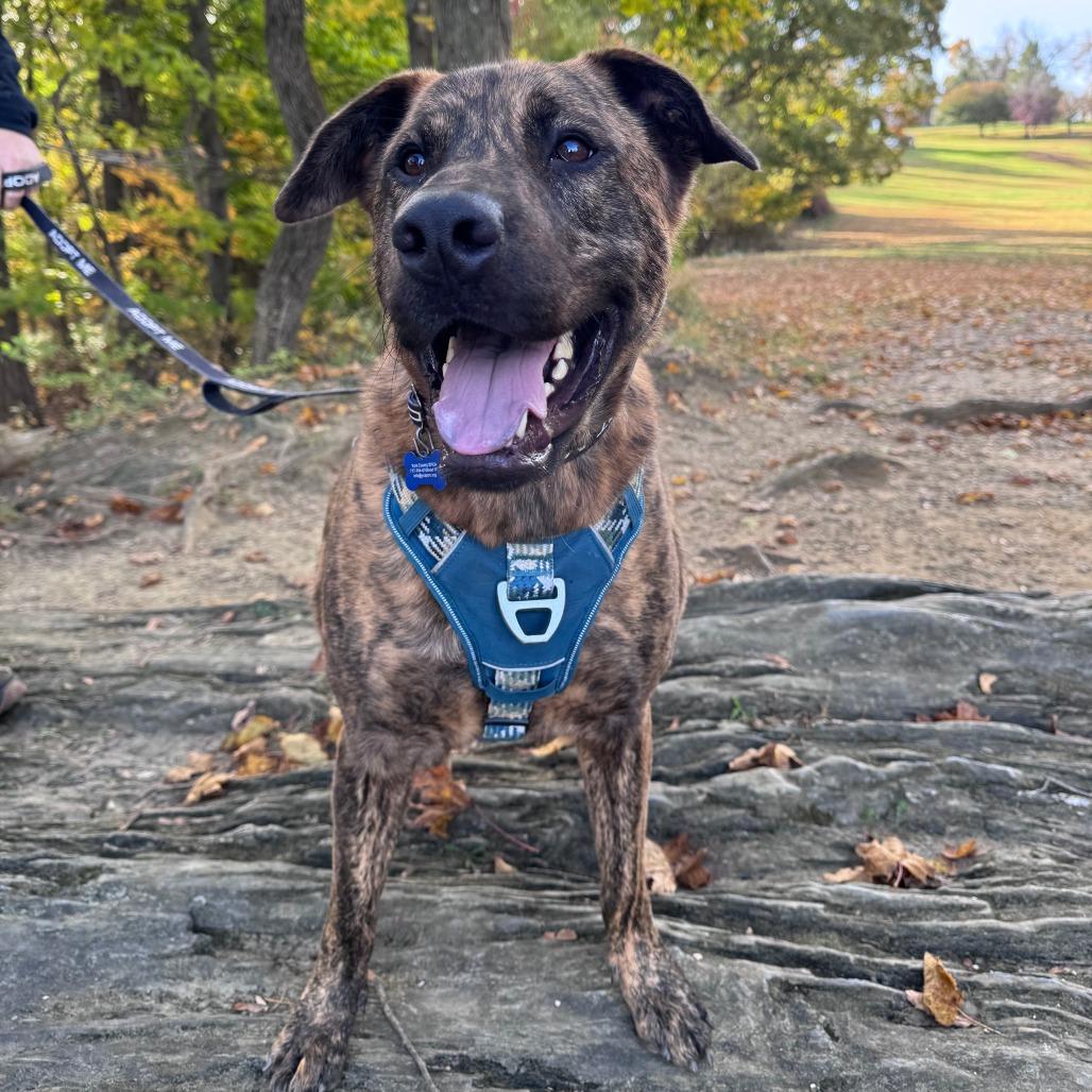 Enlarge Banzai, a Adoptable Mixed Breed in York, PA image 3/6
