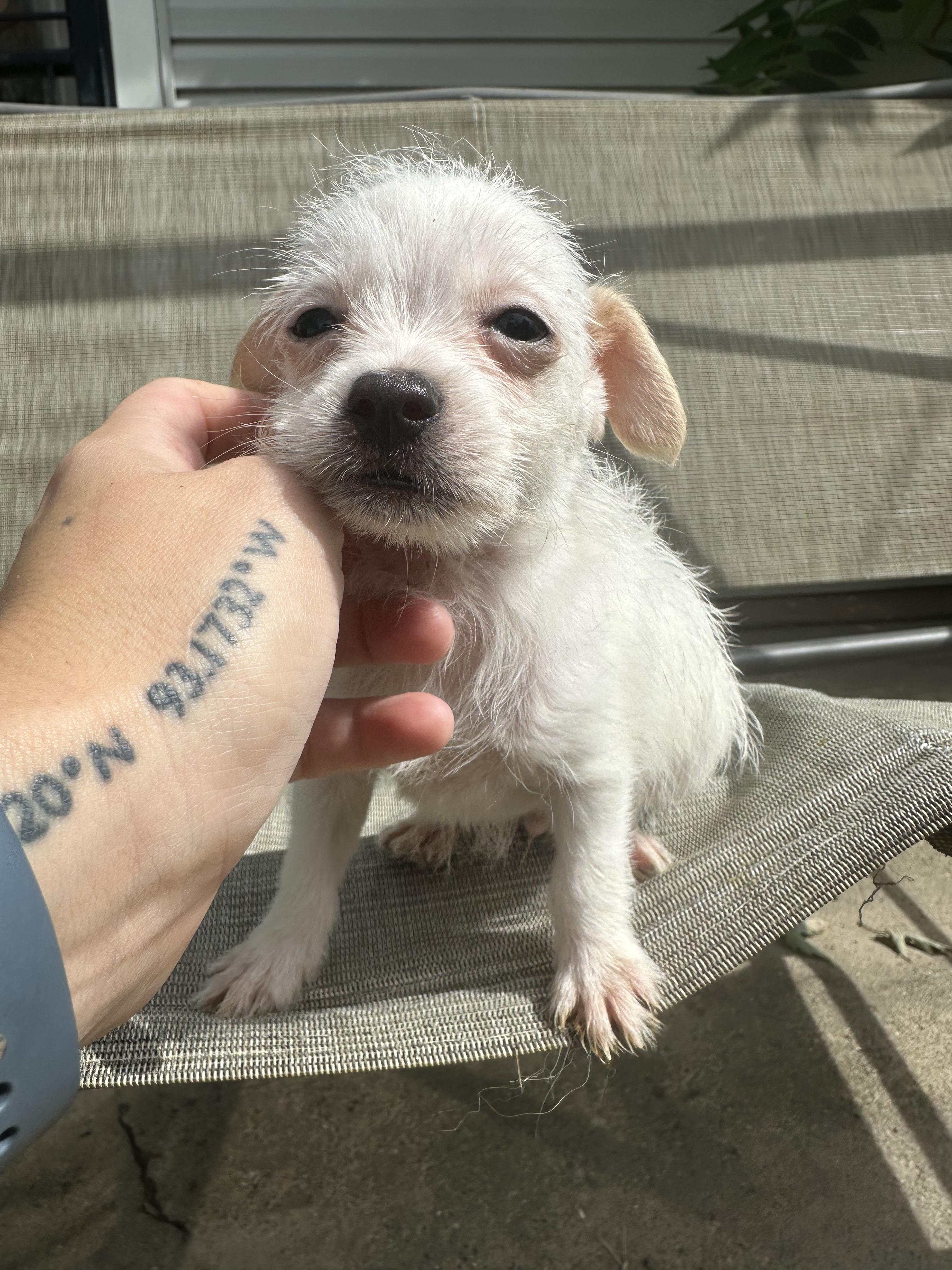 Enlarge Argos, a Adopted mixed breed in RUSSIAVILLE, IN image 2/5