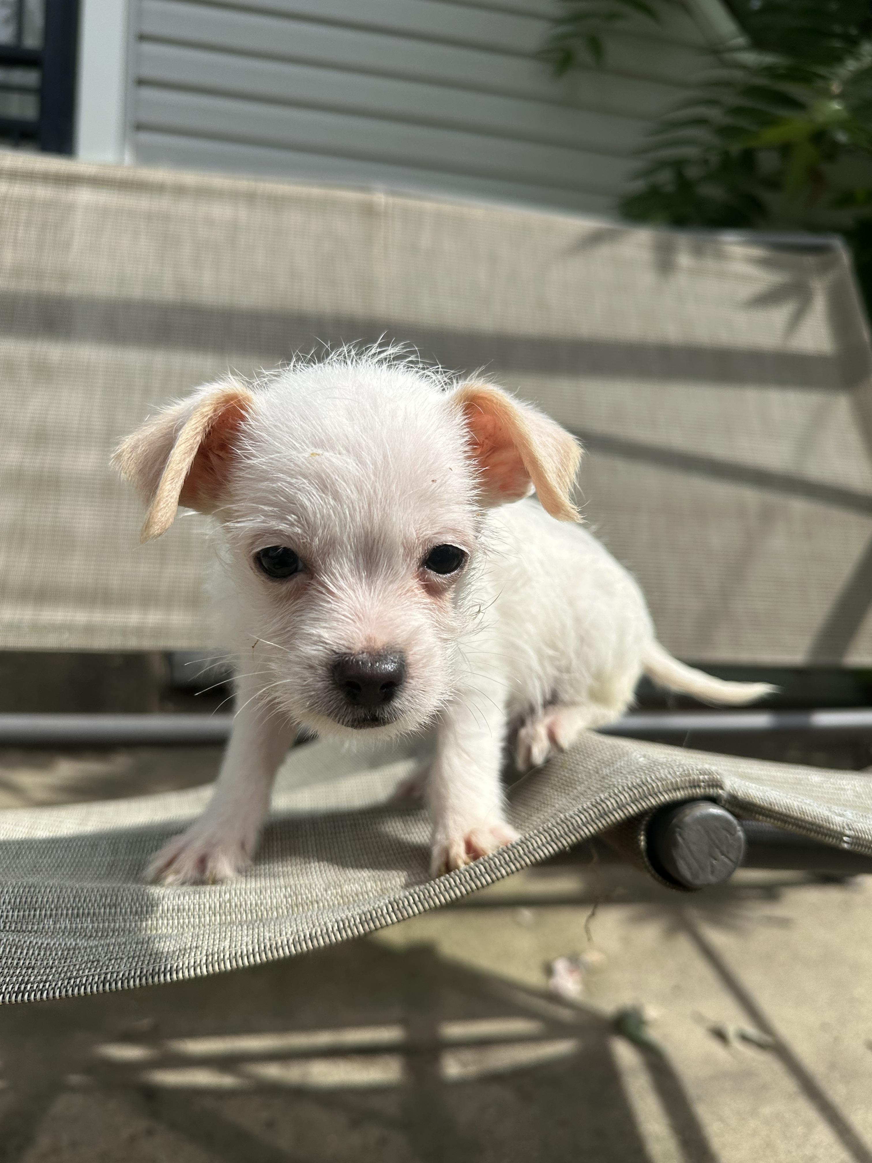 Enlarge Argos, a Adopted mixed breed in RUSSIAVILLE, IN image 4/5