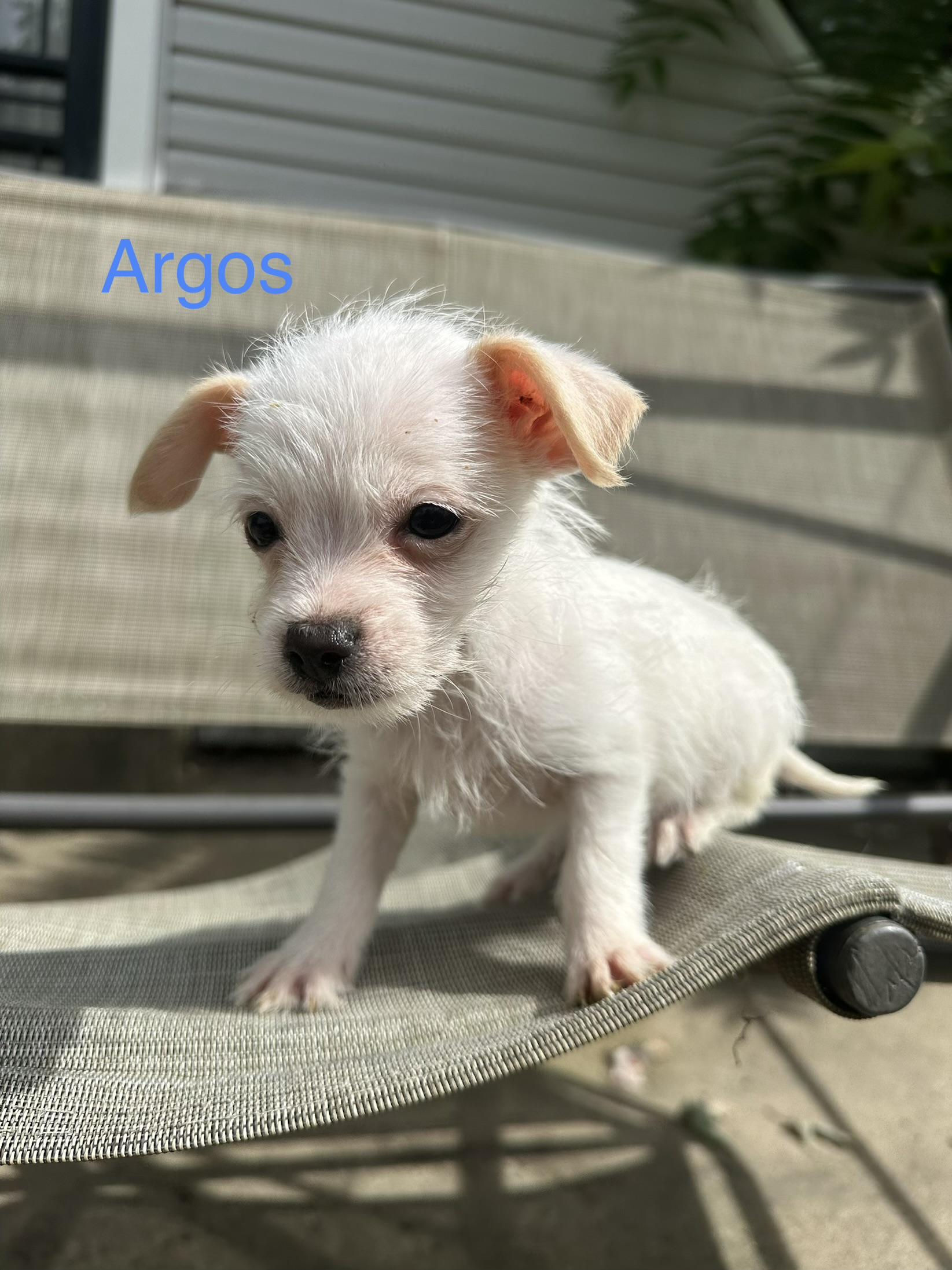 Enlarge Argos, a Adopted mixed breed in RUSSIAVILLE, IN image 1/5