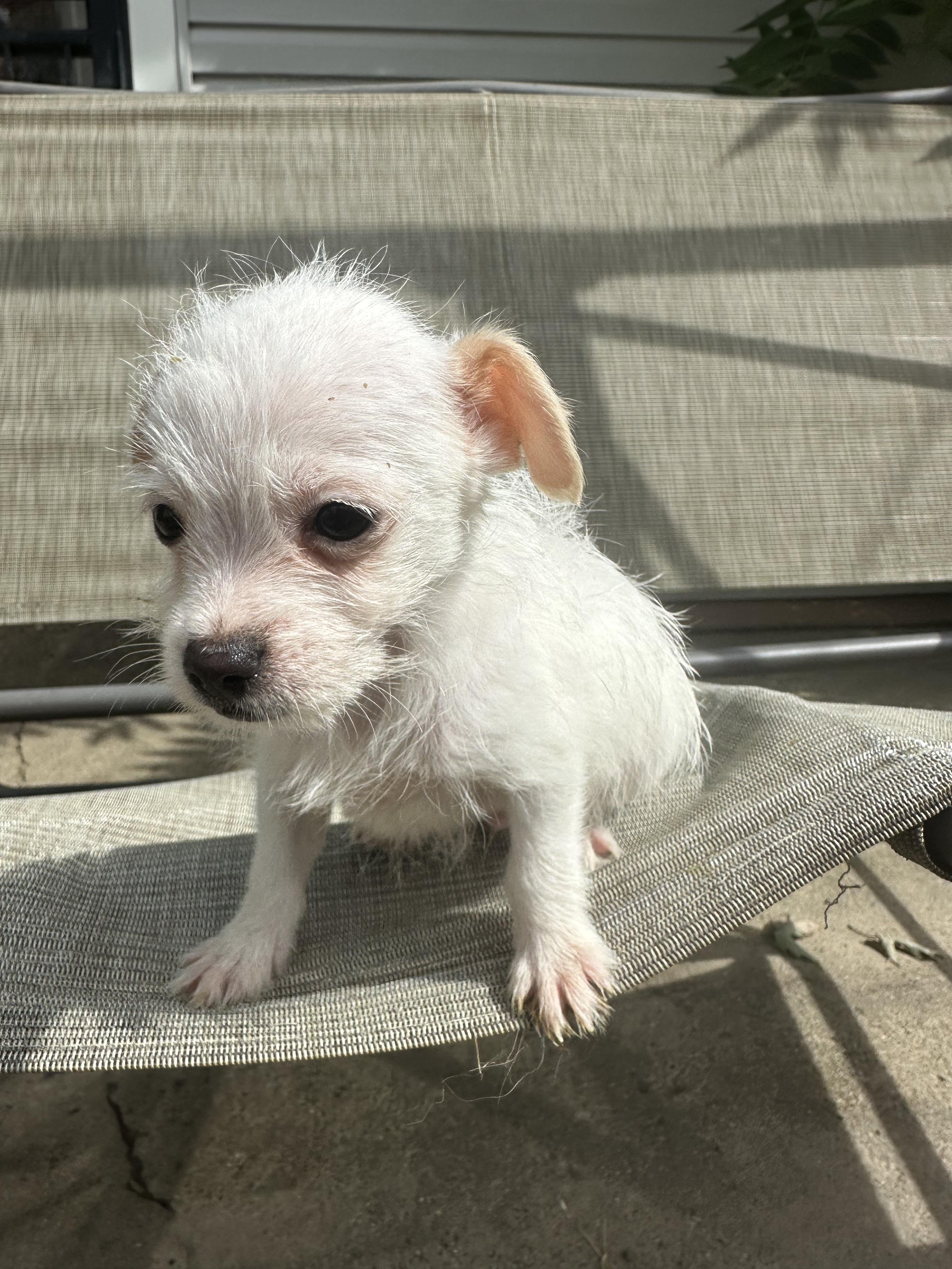 Enlarge Argos, a Adopted mixed breed in RUSSIAVILLE, IN image 3/5