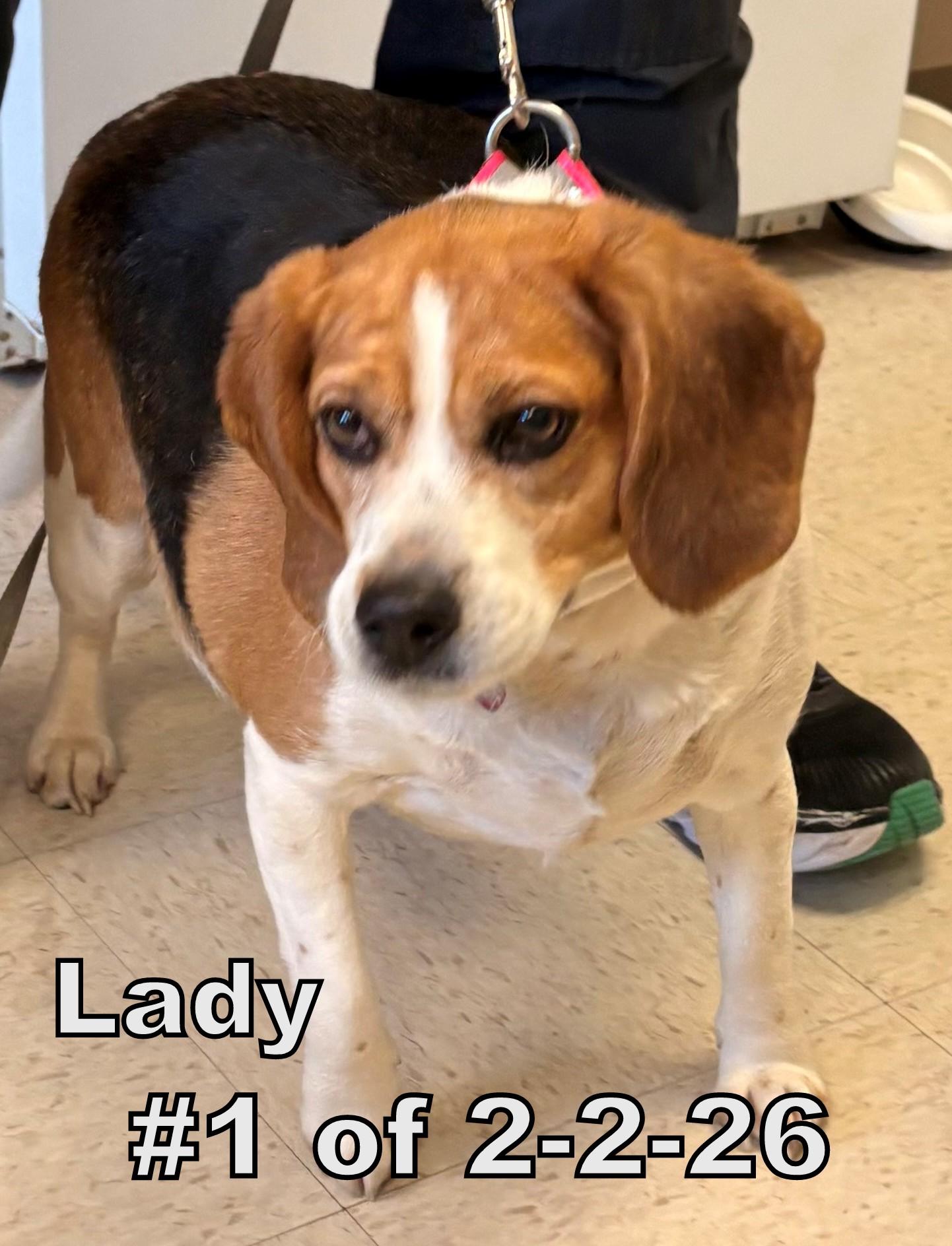 Enlarge Lady #1 of 2-2-26, an adopted Beagle in Gaylord, MI image 1/1