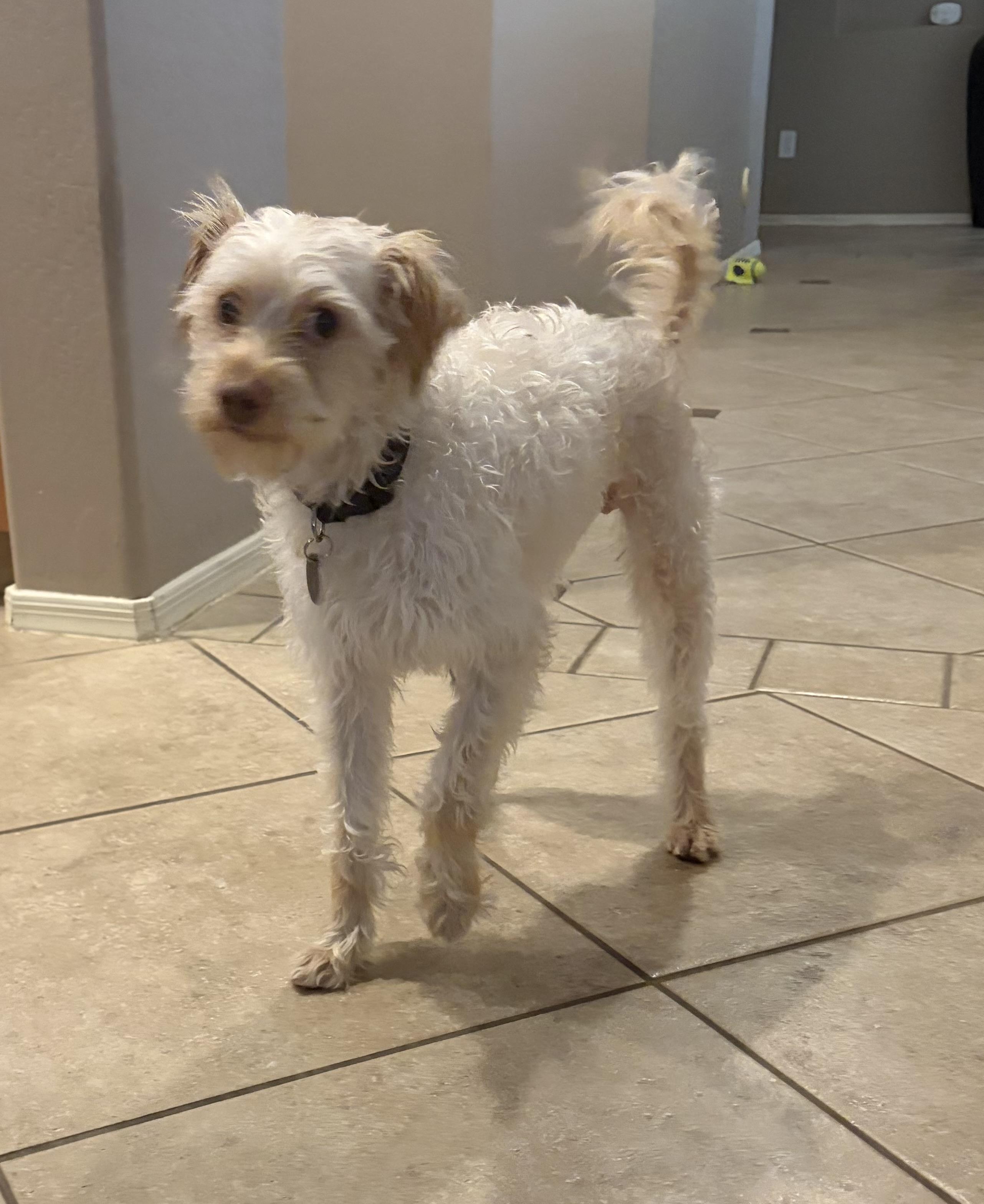 Enlarge Leo, an adopted mixed breed in Phoenix, AZ image 6/6