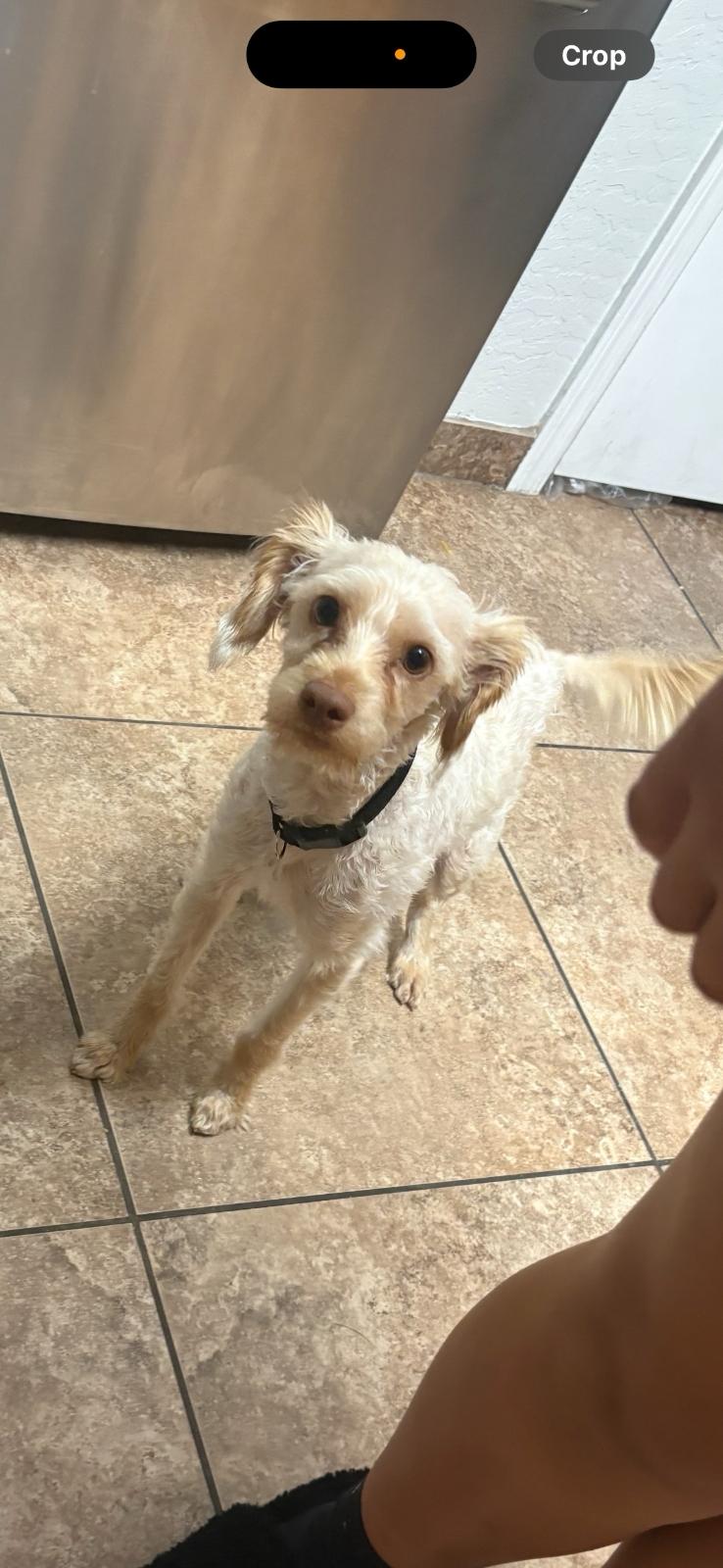 Enlarge Leo, an adopted mixed breed in Phoenix, AZ image 3/6