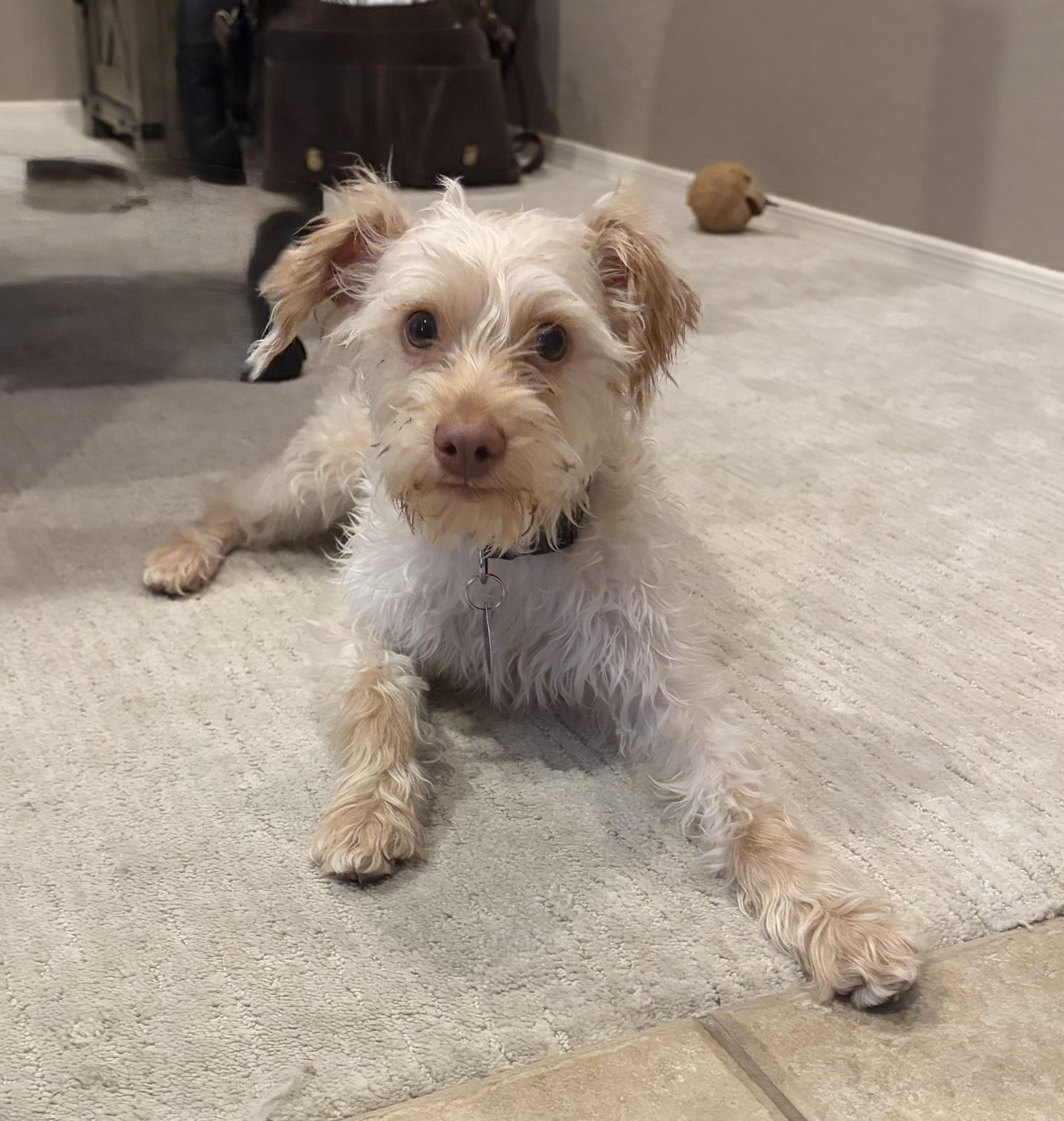 Enlarge Leo, an adopted mixed breed in Phoenix, AZ image 4/6