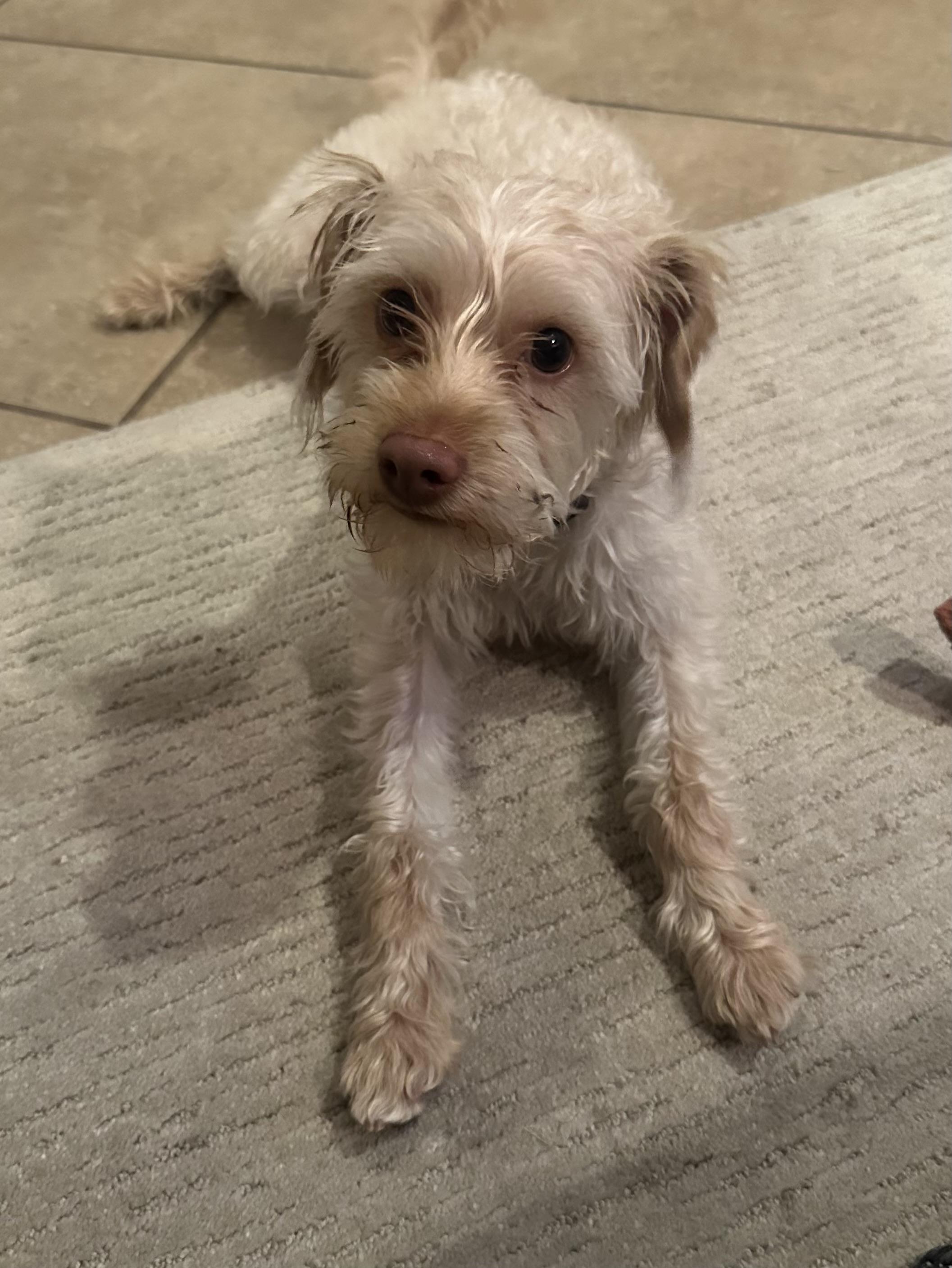Leo, adopted, Young Male Poodle & Chihuahua.