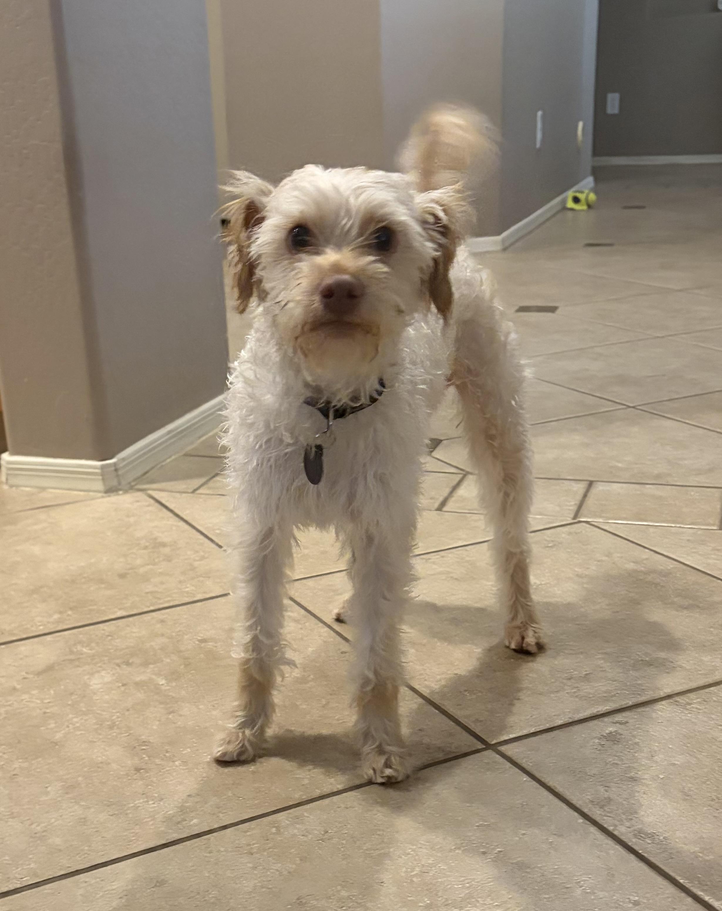 Enlarge Leo, an adopted mixed breed in Phoenix, AZ image 5/6