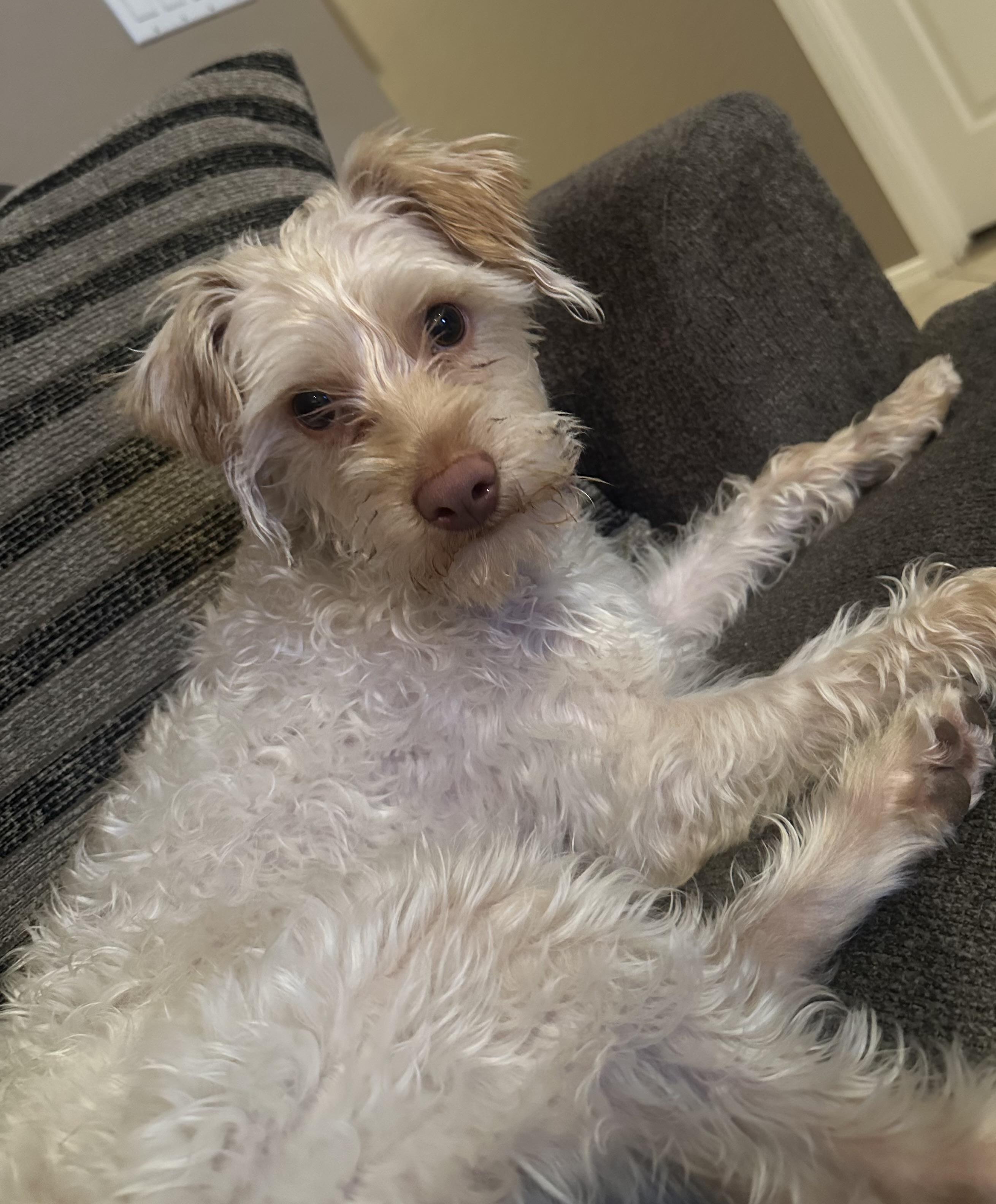 Enlarge Leo, an adopted mixed breed in Phoenix, AZ image 2/6