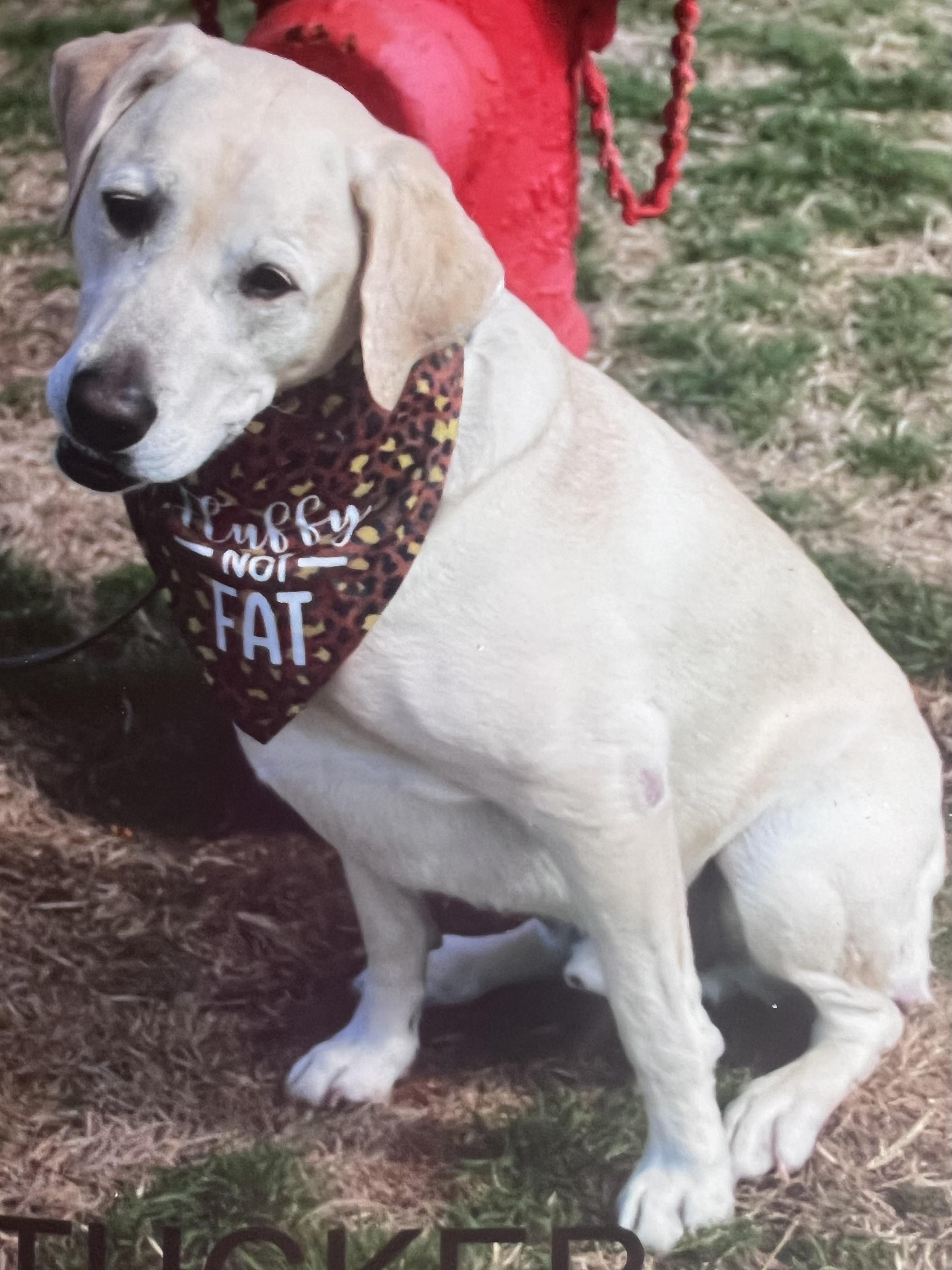 Enlarge Tucker, a ADOPTABLE Yellow Labrador Retriever in Hutchinson, KS image 1/1