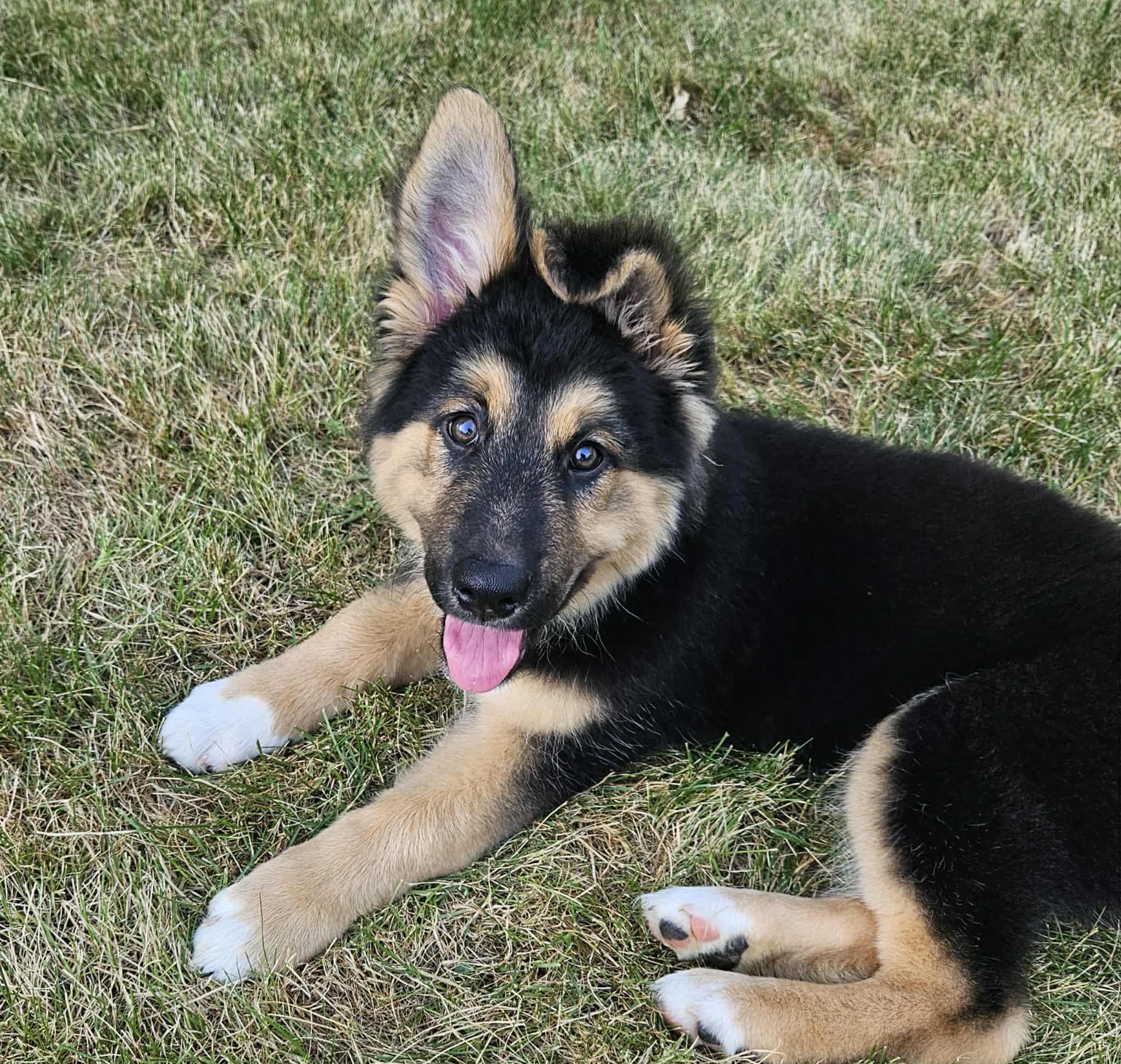 Axl Rose, a Adopted mixed breed in Battle Creek, MI image 1/5