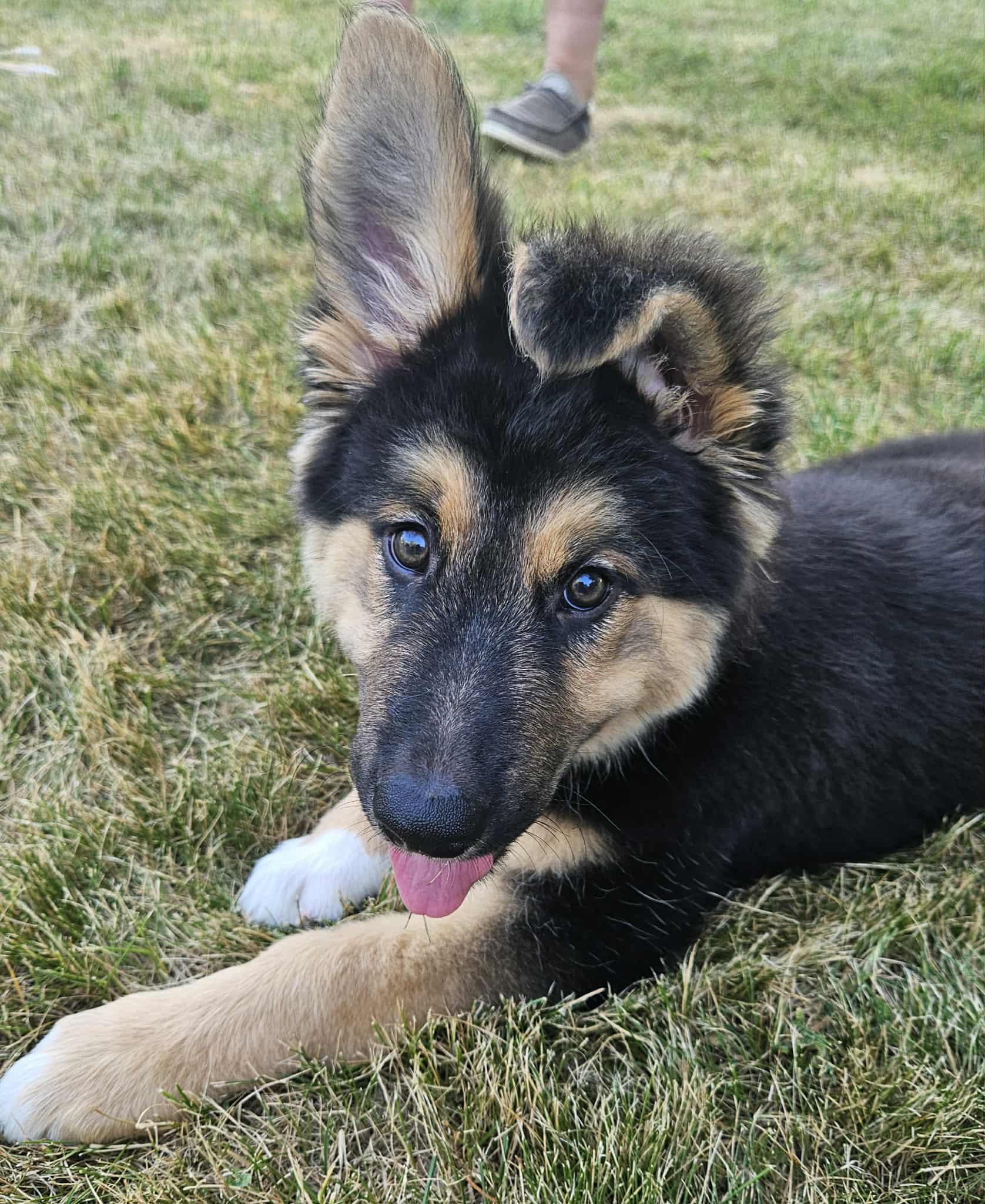 Axl Rose, a Adopted mixed breed in Battle Creek, MI image 2/5