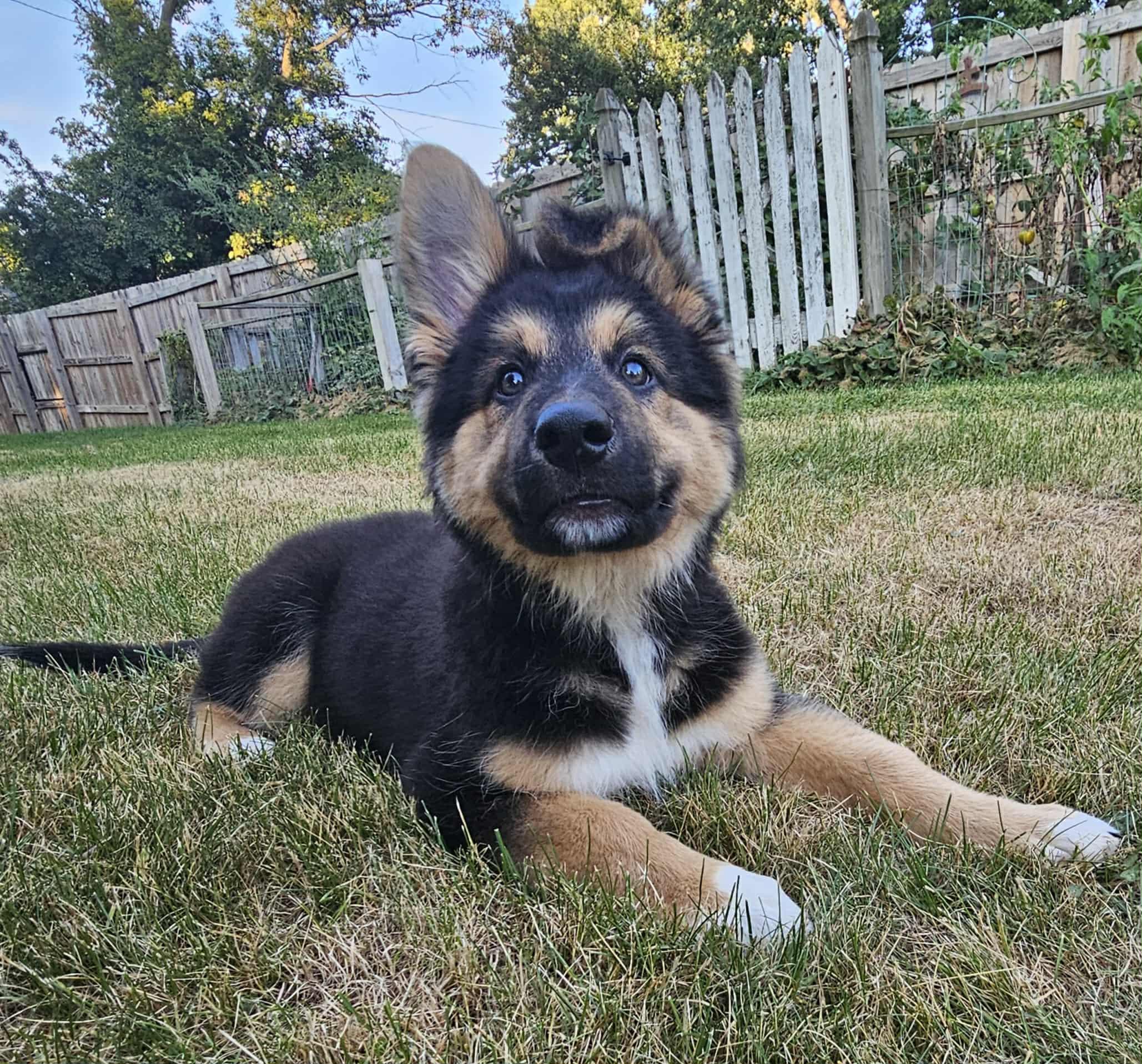 Axl Rose, a Adopted mixed breed in Battle Creek, MI image 3/5