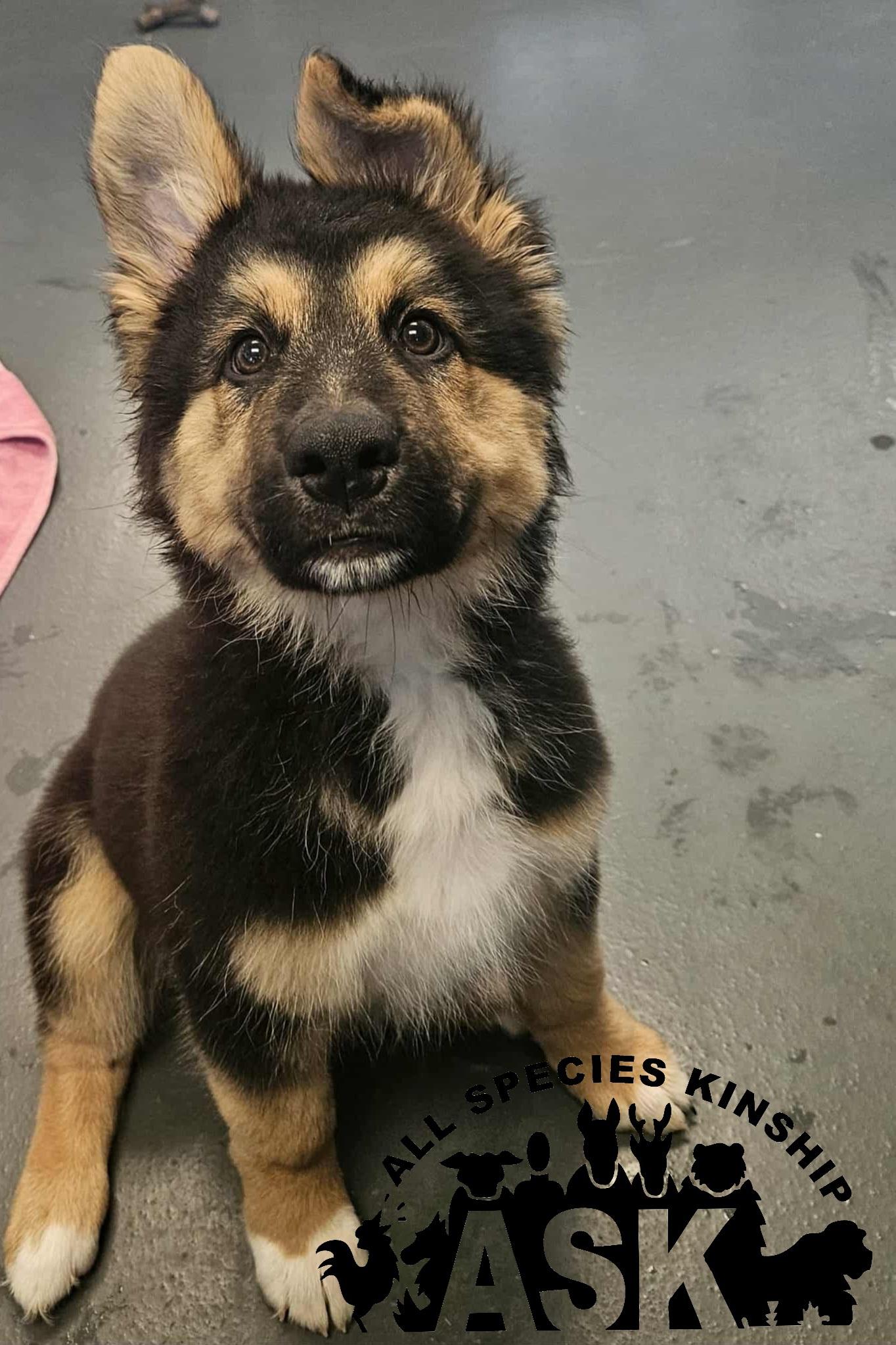 Axl Rose, a Adopted mixed breed in Battle Creek, MI image 5/5