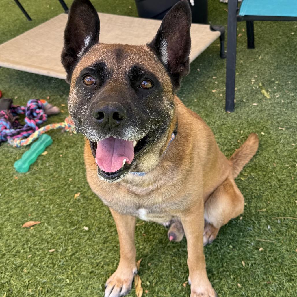 Parker, a Adoptable mixed breed in Henderson, NV image 1/6