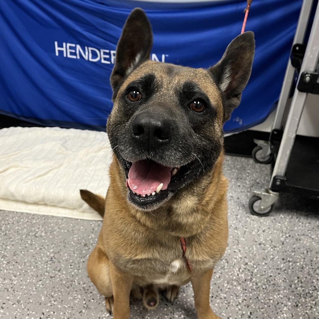 Parker, a Adoptable mixed breed in Henderson, NV image 2/6