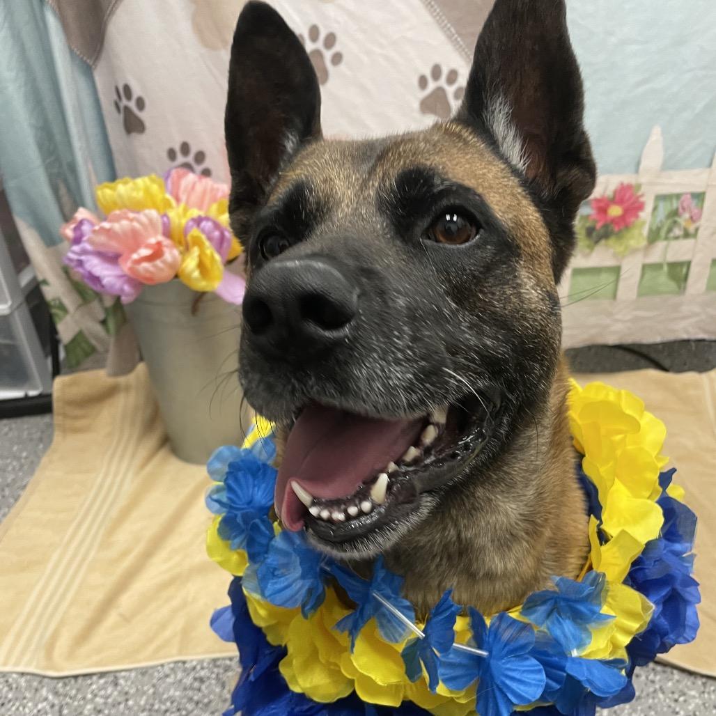 Parker, a Adoptable mixed breed in Henderson, NV image 3/6