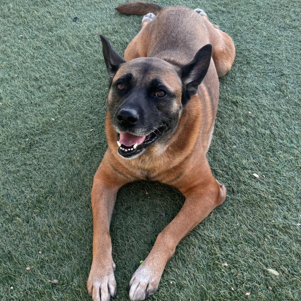 Enlarge Parker, a Adoptable mixed breed in Henderson, NV image 3/6