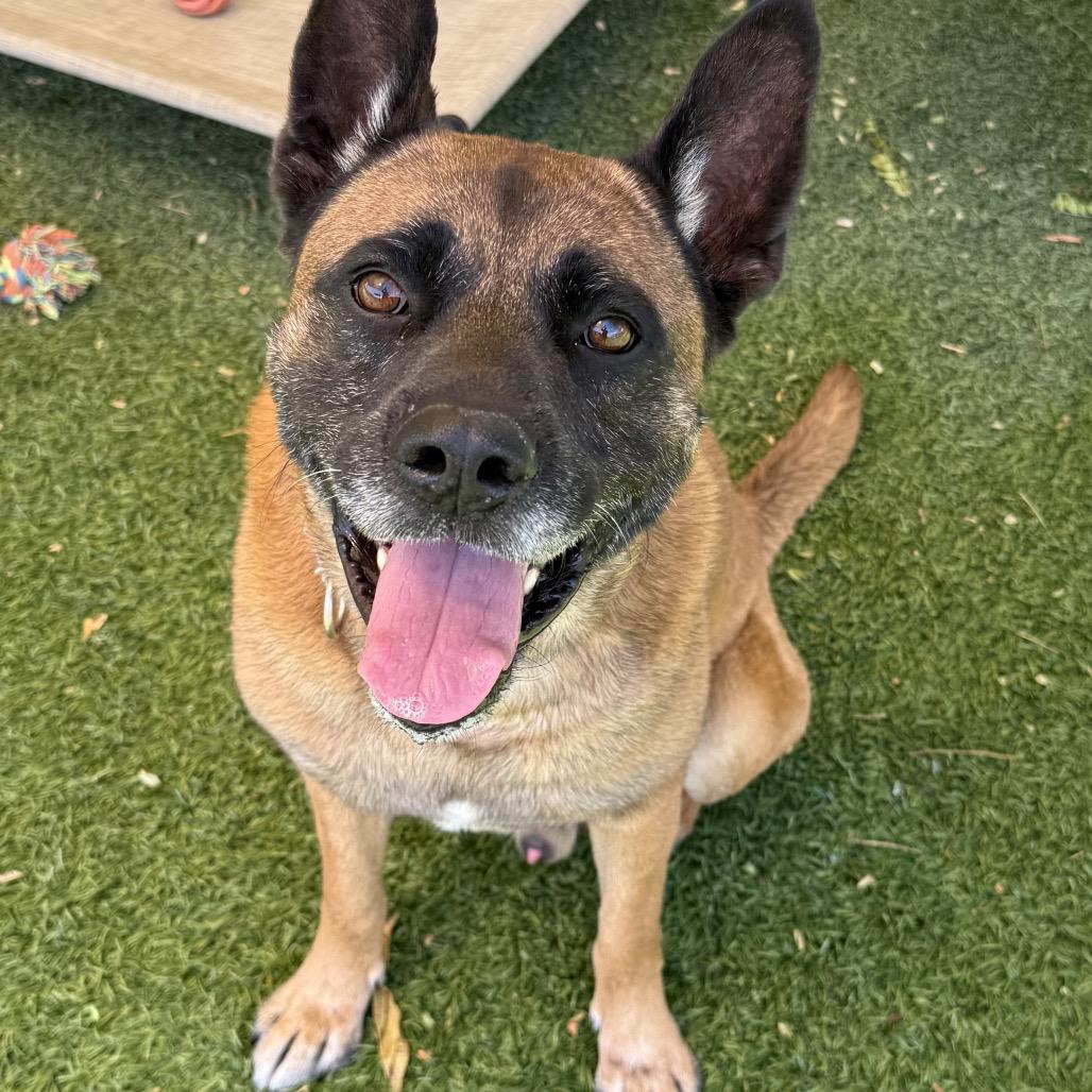 Parker, a Adoptable mixed breed in Henderson, NV image 4/6