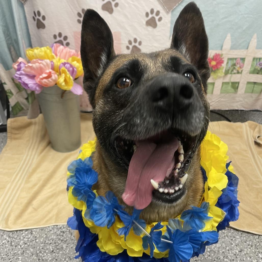 Parker, a Adoptable mixed breed in Henderson, NV image 5/6