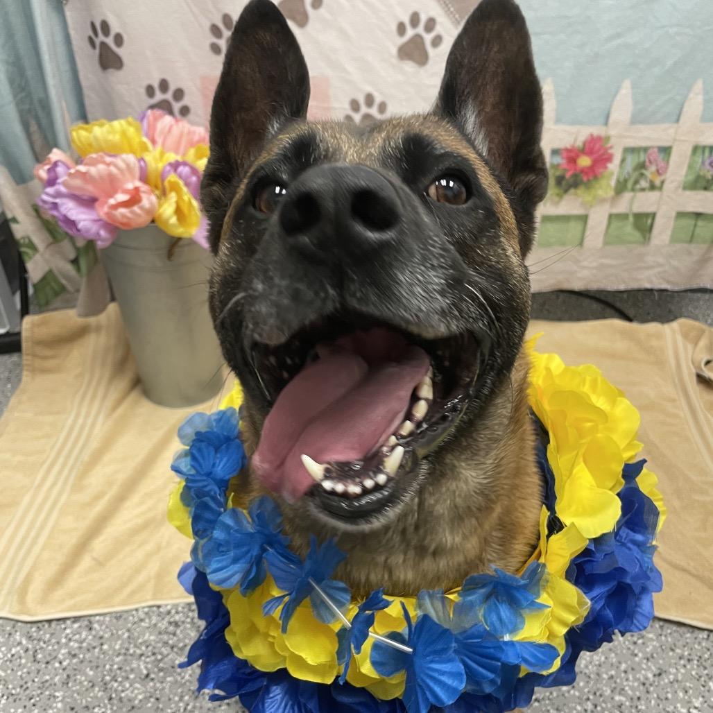 Parker, a Adoptable mixed breed in Henderson, NV image 6/6