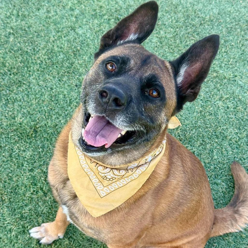 Parker, a Adoptable mixed breed in Henderson, NV image 5/5