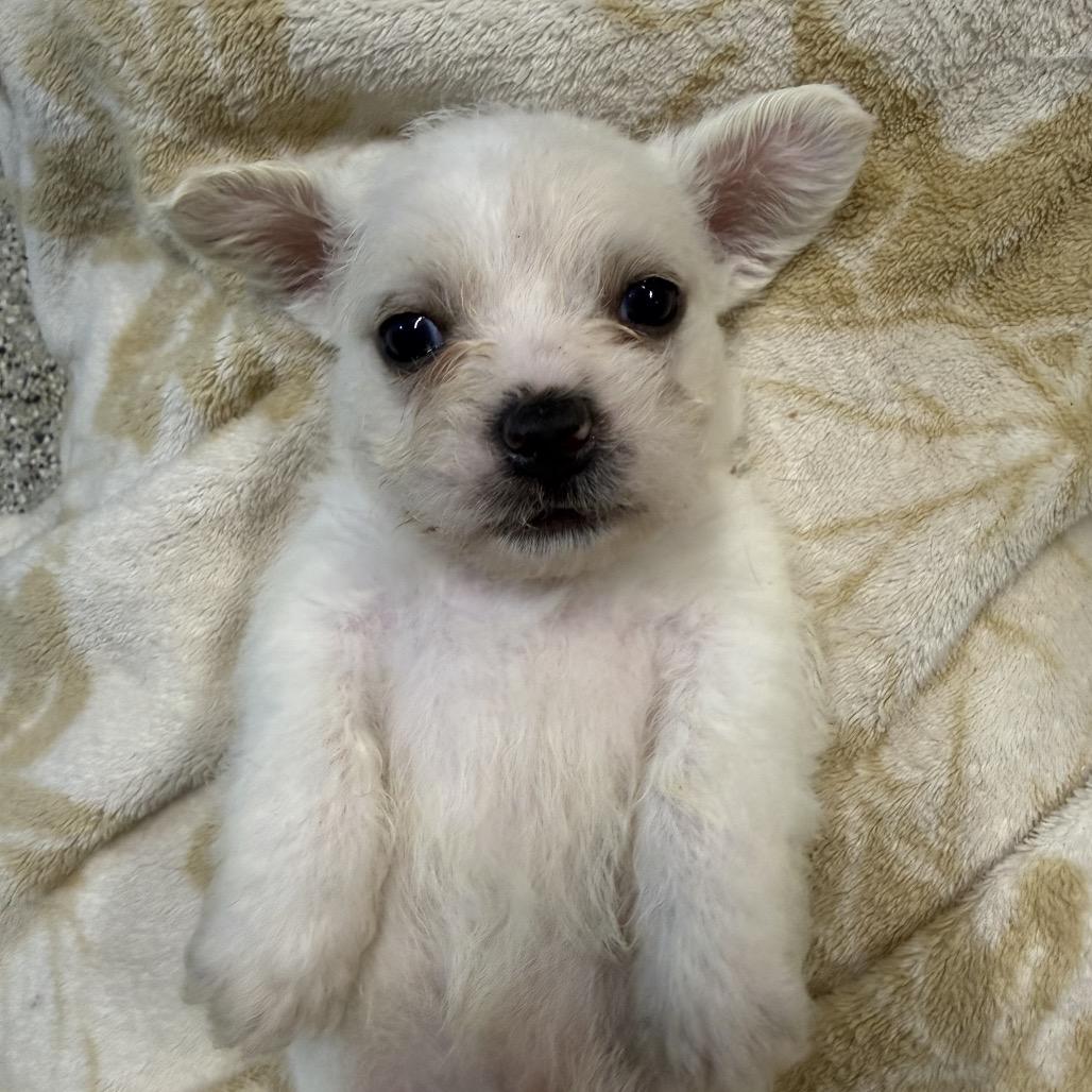 Ranger, Adoptable, Puppy Male Jack Russell Terrier & Mixed Breed.